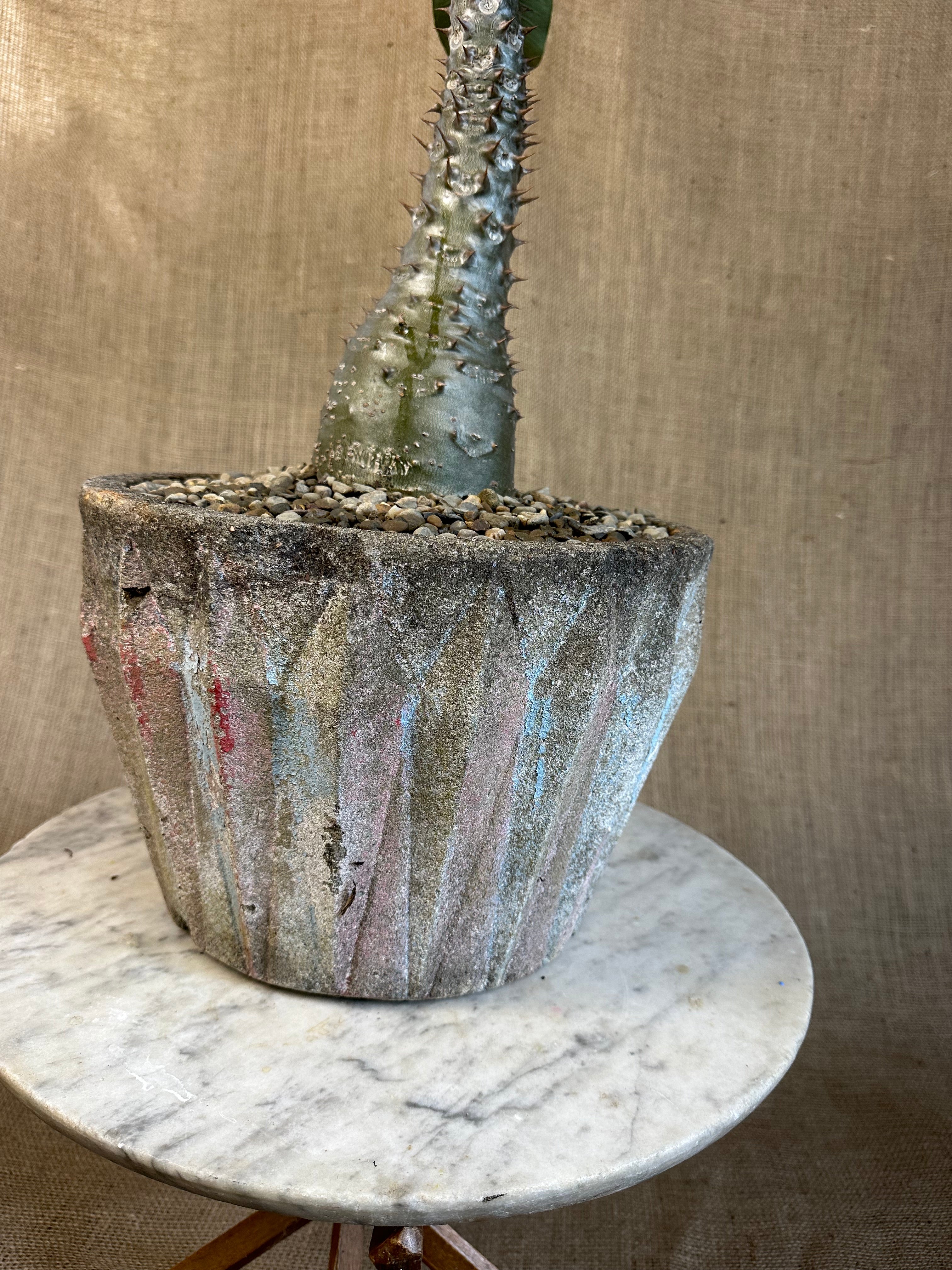 Pachypodium baronii in Mid-Century Concrete Pot