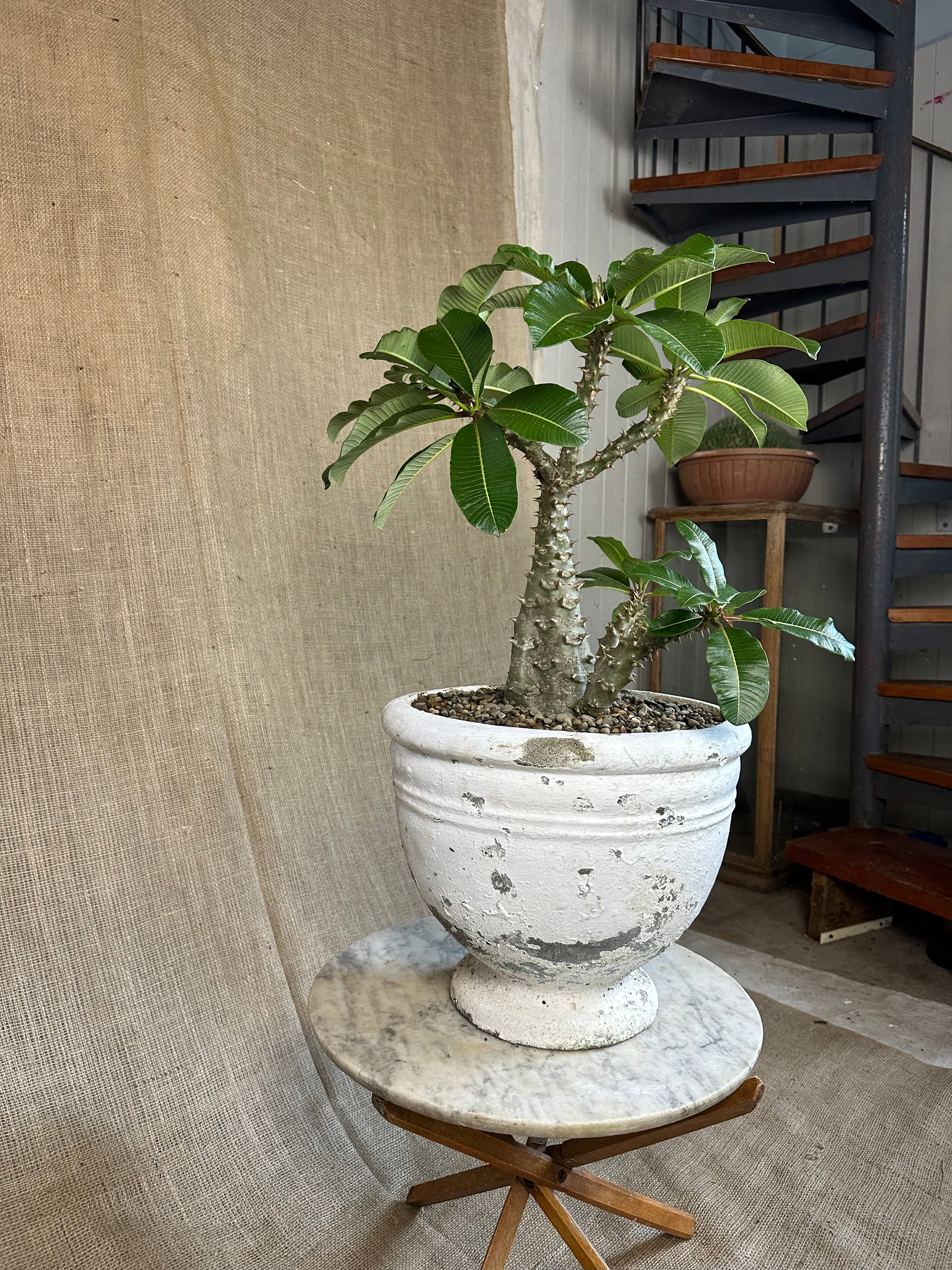 Pachypodium baronii in Mid-Century Concrete Pot