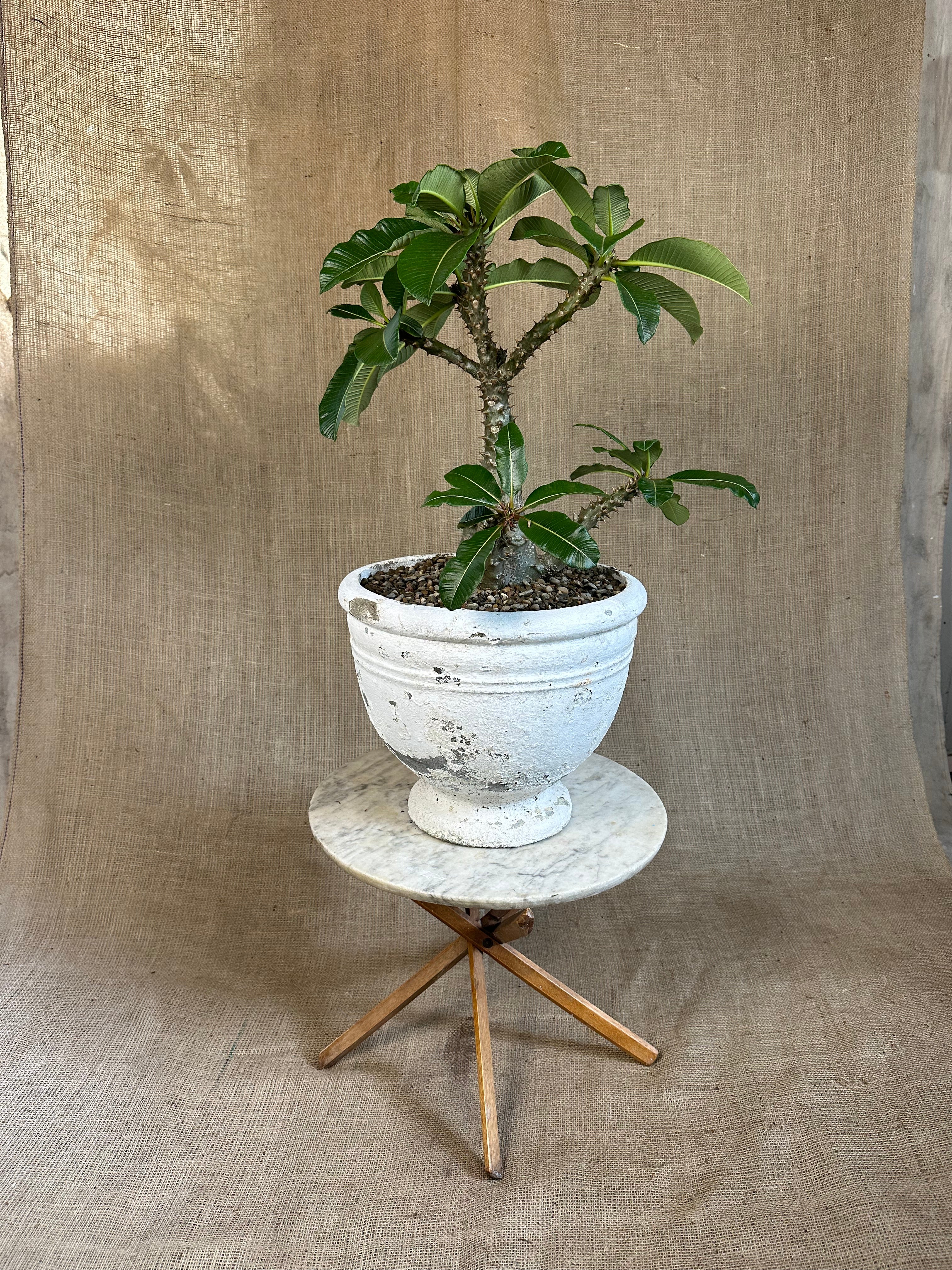 Pachypodium baronii in Mid-Century Concrete Pot