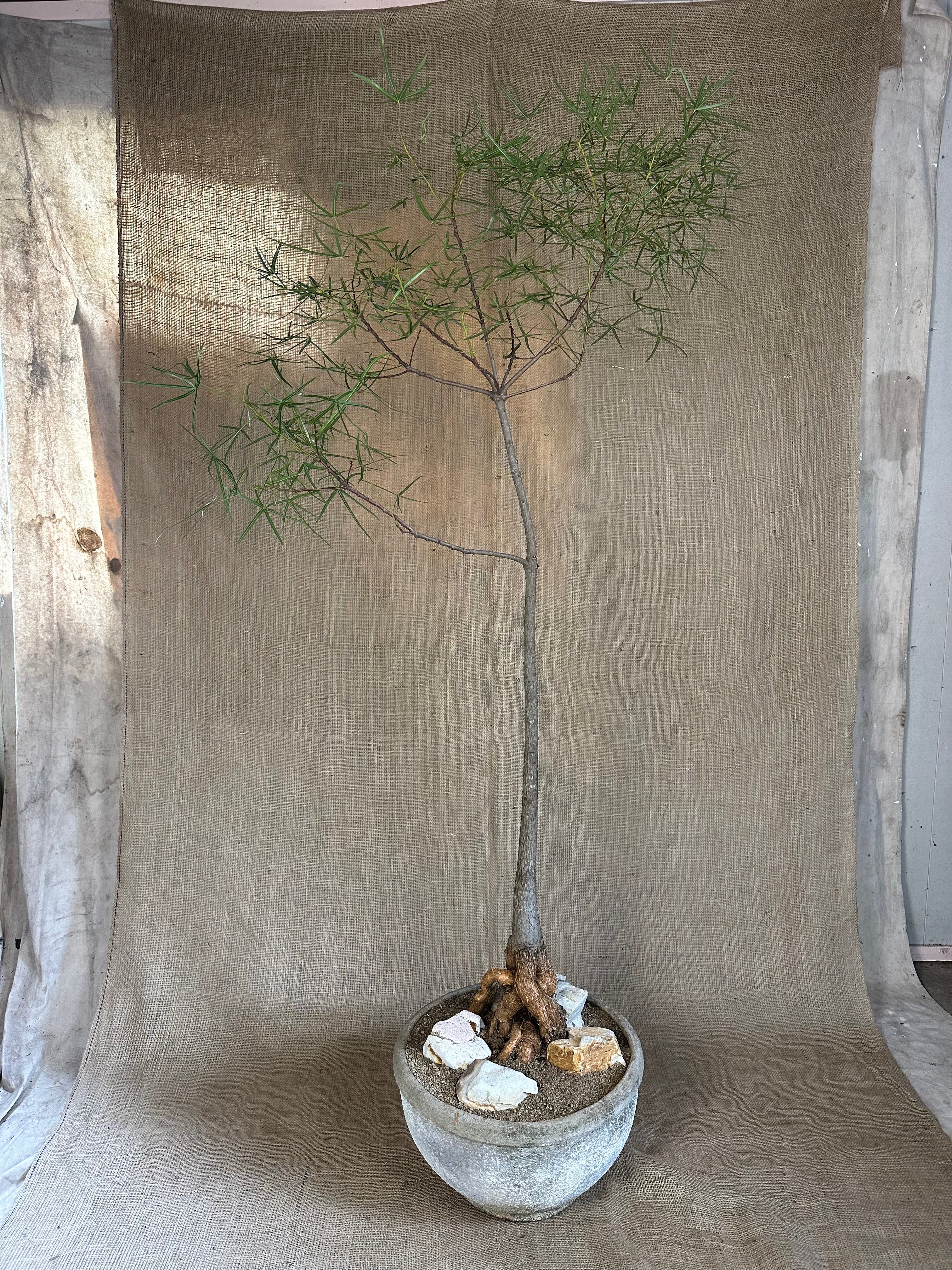 Bottle Tree (Brachychiton rupestris) in White Concrete Pot