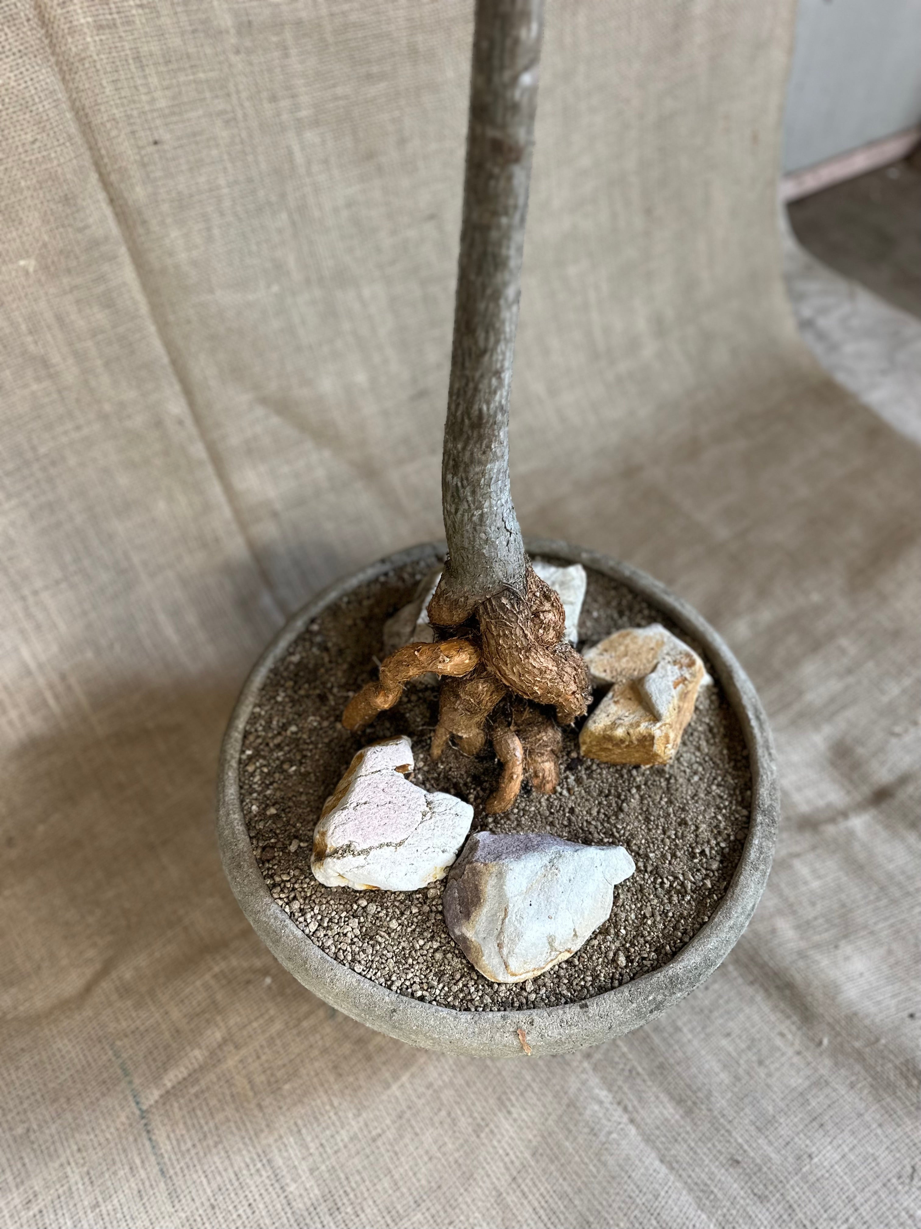 Bottle Tree (Brachychiton rupestris) in White Concrete Pot