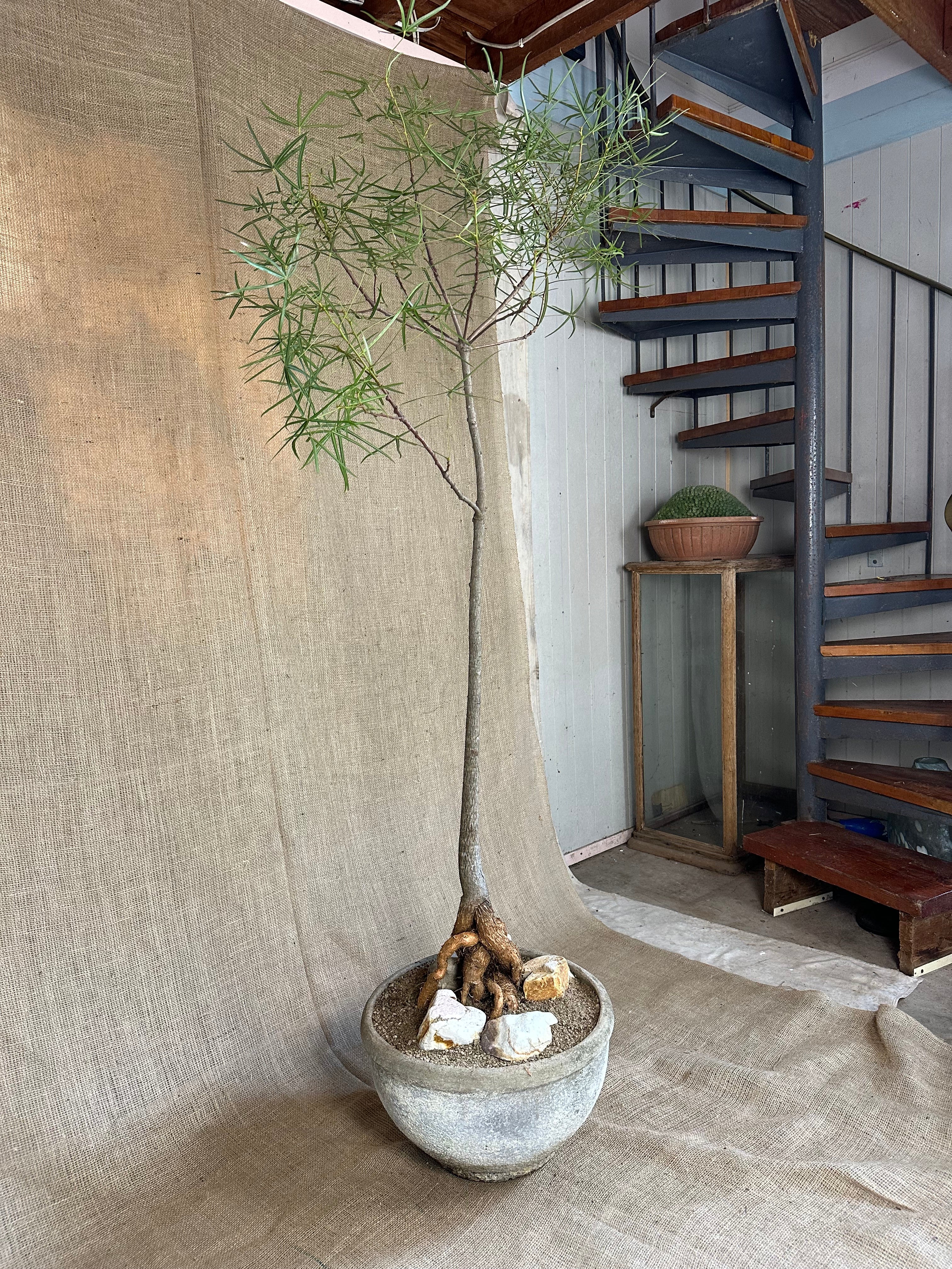 Bottle Tree (Brachychiton rupestris) in White Concrete Pot