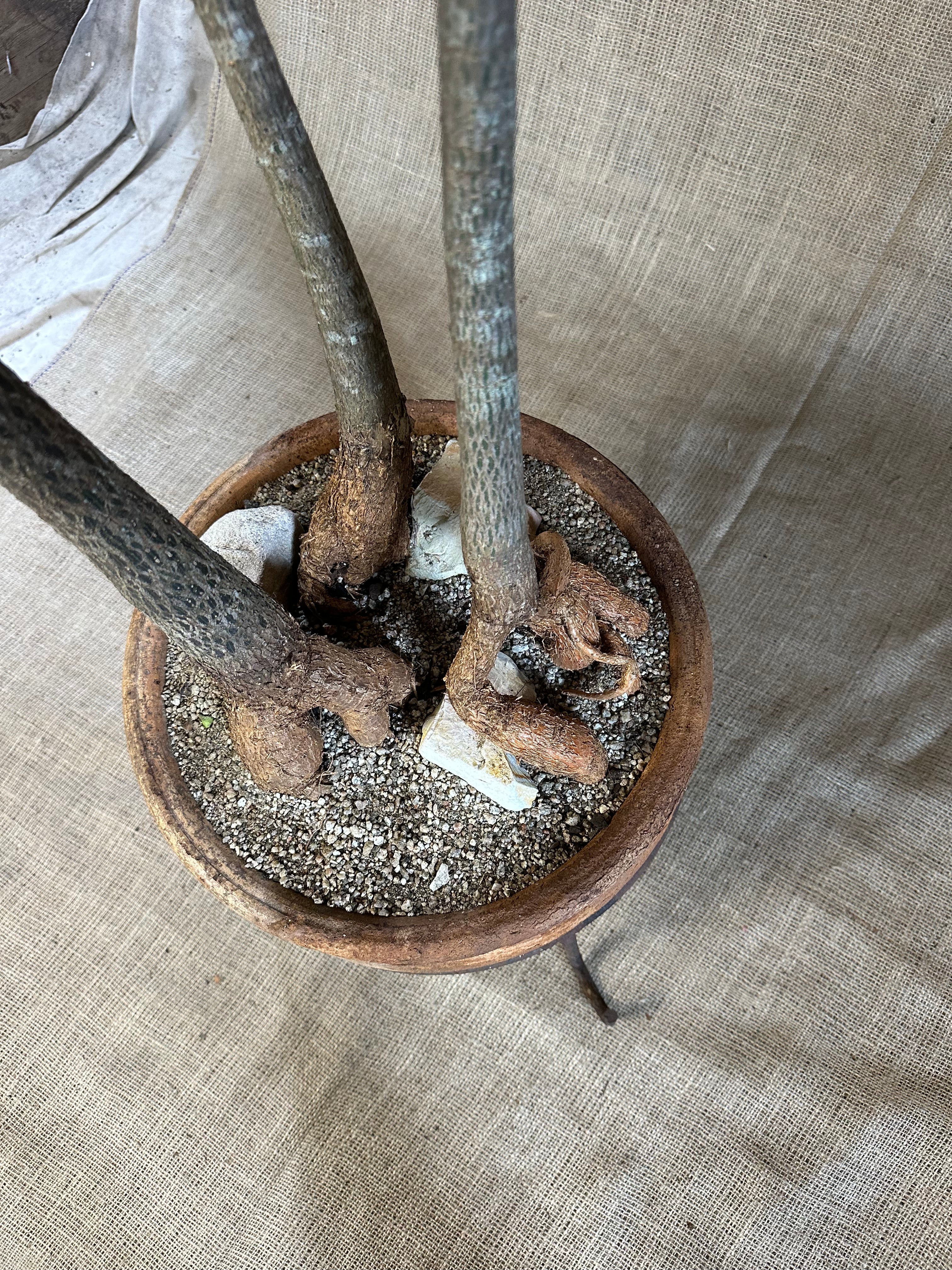 Bottle Trees (Brachychiton rupestris), Forest Planting in Vintage Terracotta Pot with Stand