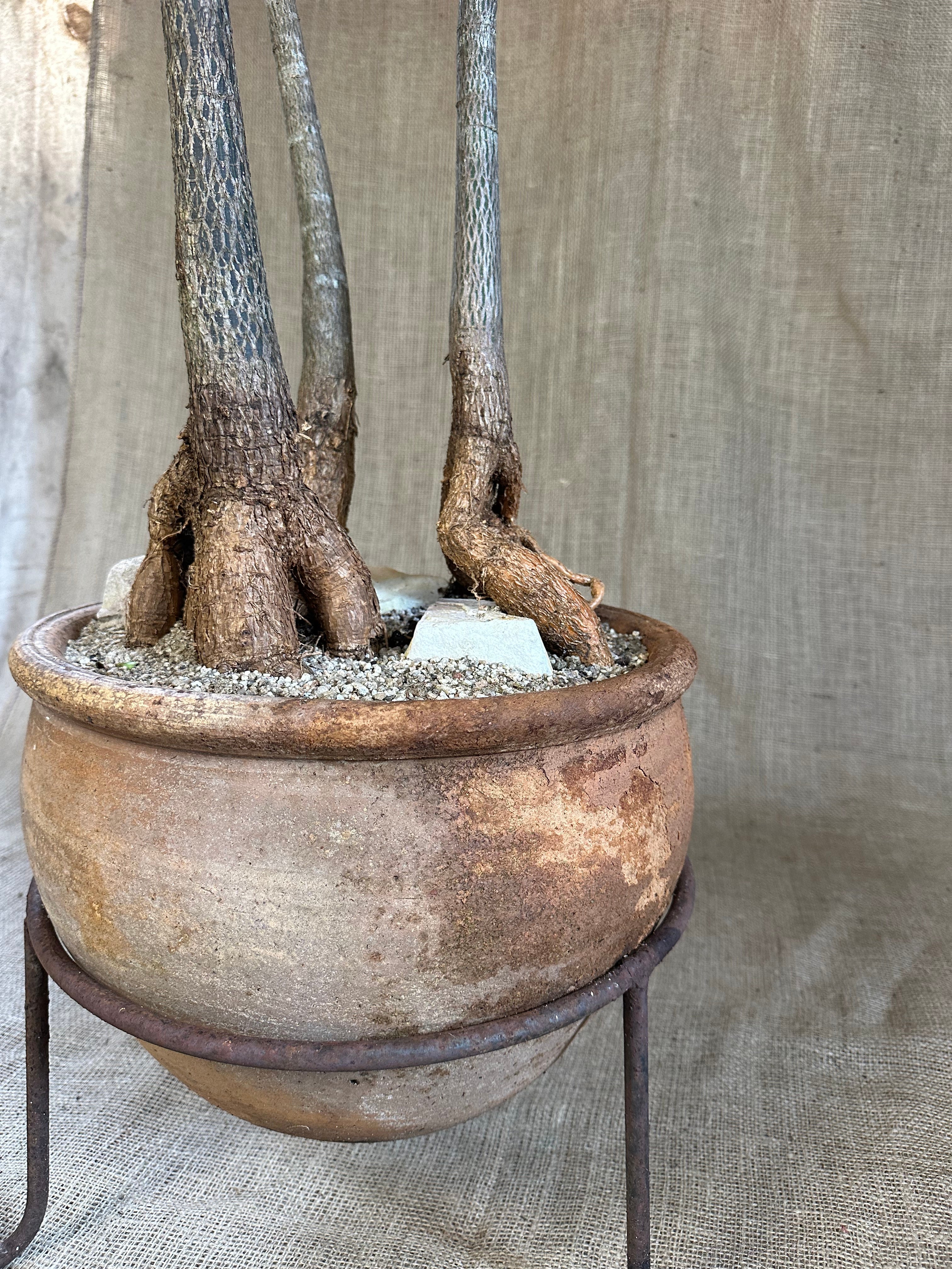 Bottle Trees (Brachychiton rupestris), Forest Planting in Vintage Terracotta Pot with Stand