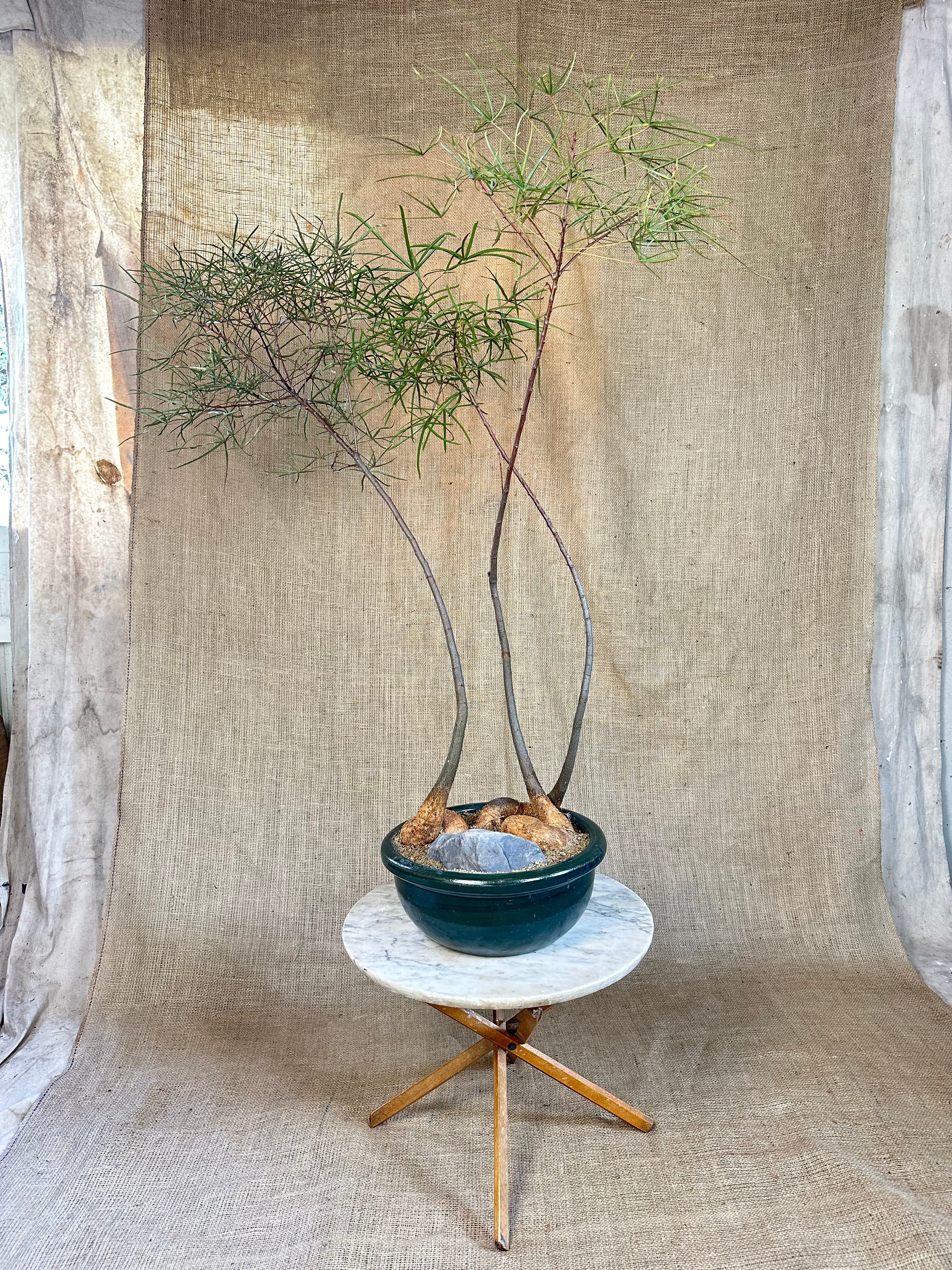 Bottle Tree Forest (Brachychiton rupestris) in Green Glazed Bowl