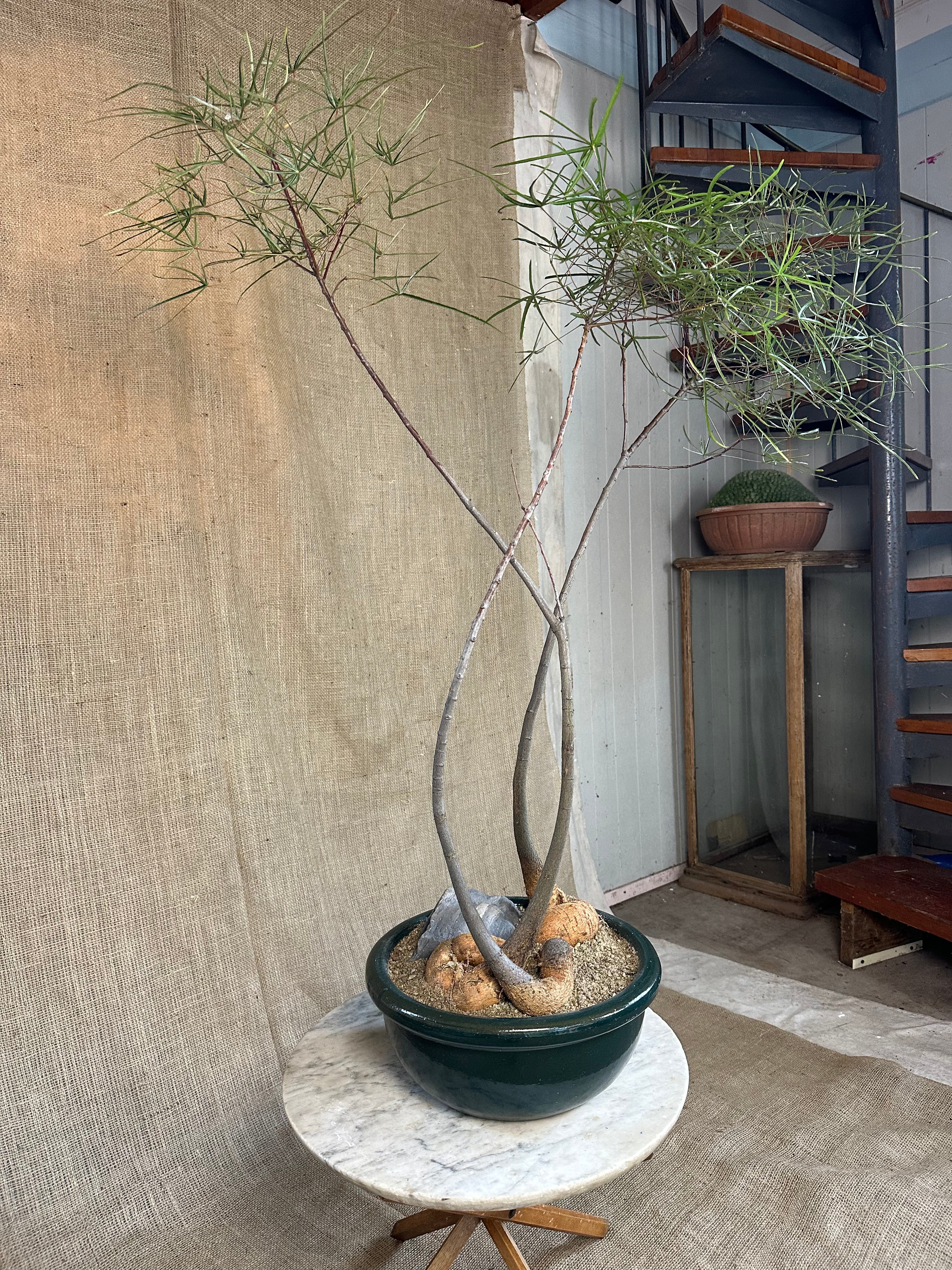 Bottle Tree Forest (Brachychiton rupestris) in Green Glazed Bowl