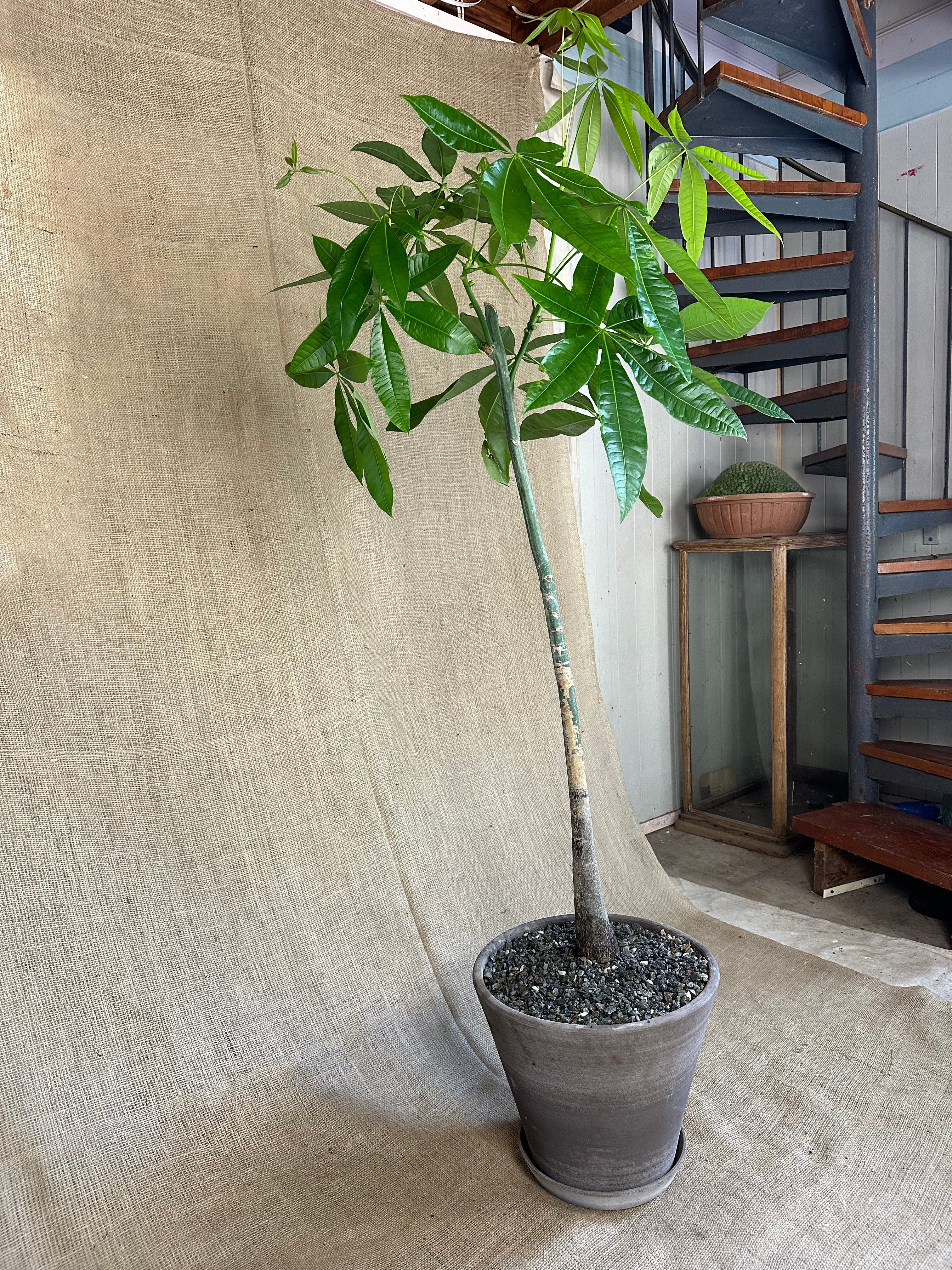 Pachira aquatica (Money Tree) in Bergs Julie Pot