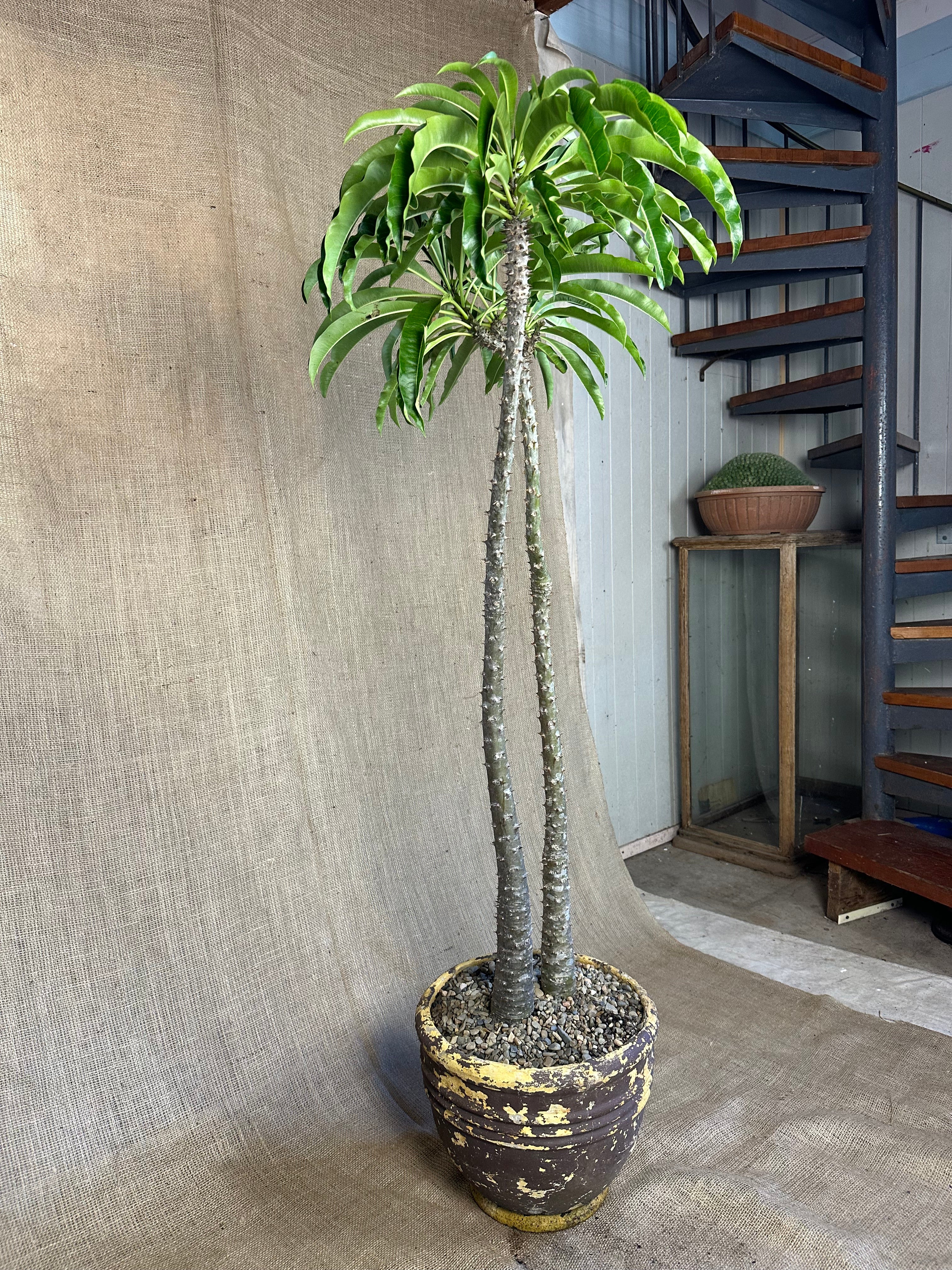 Pachypodium rutenbergianum — Double Planting in Maroon Mid-Century Concrete Pot