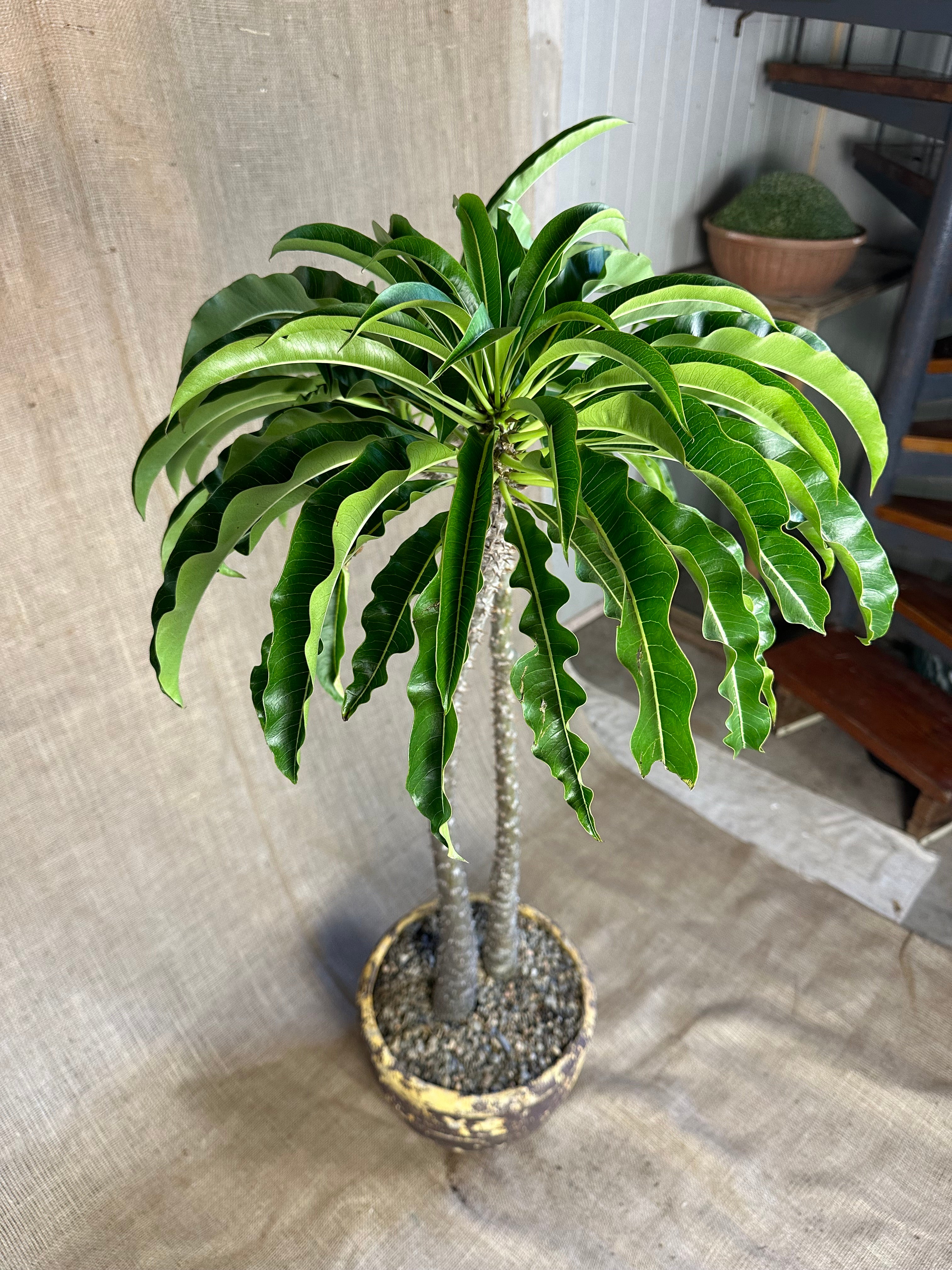 Pachypodium rutenbergianum — Double Planting in Maroon Mid-Century Concrete Pot