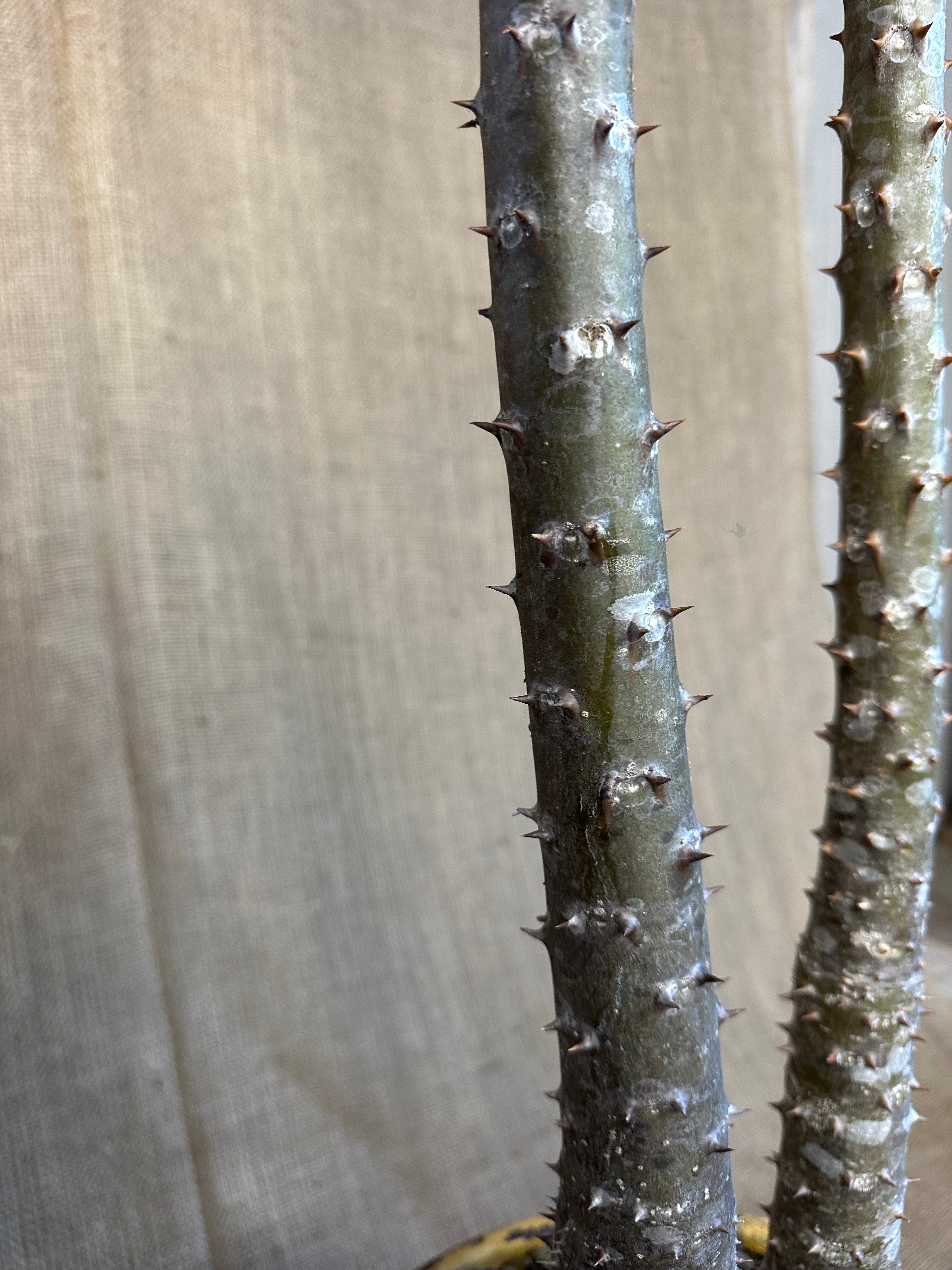 Pachypodium rutenbergianum — Double Planting in Maroon Mid-Century Concrete Pot