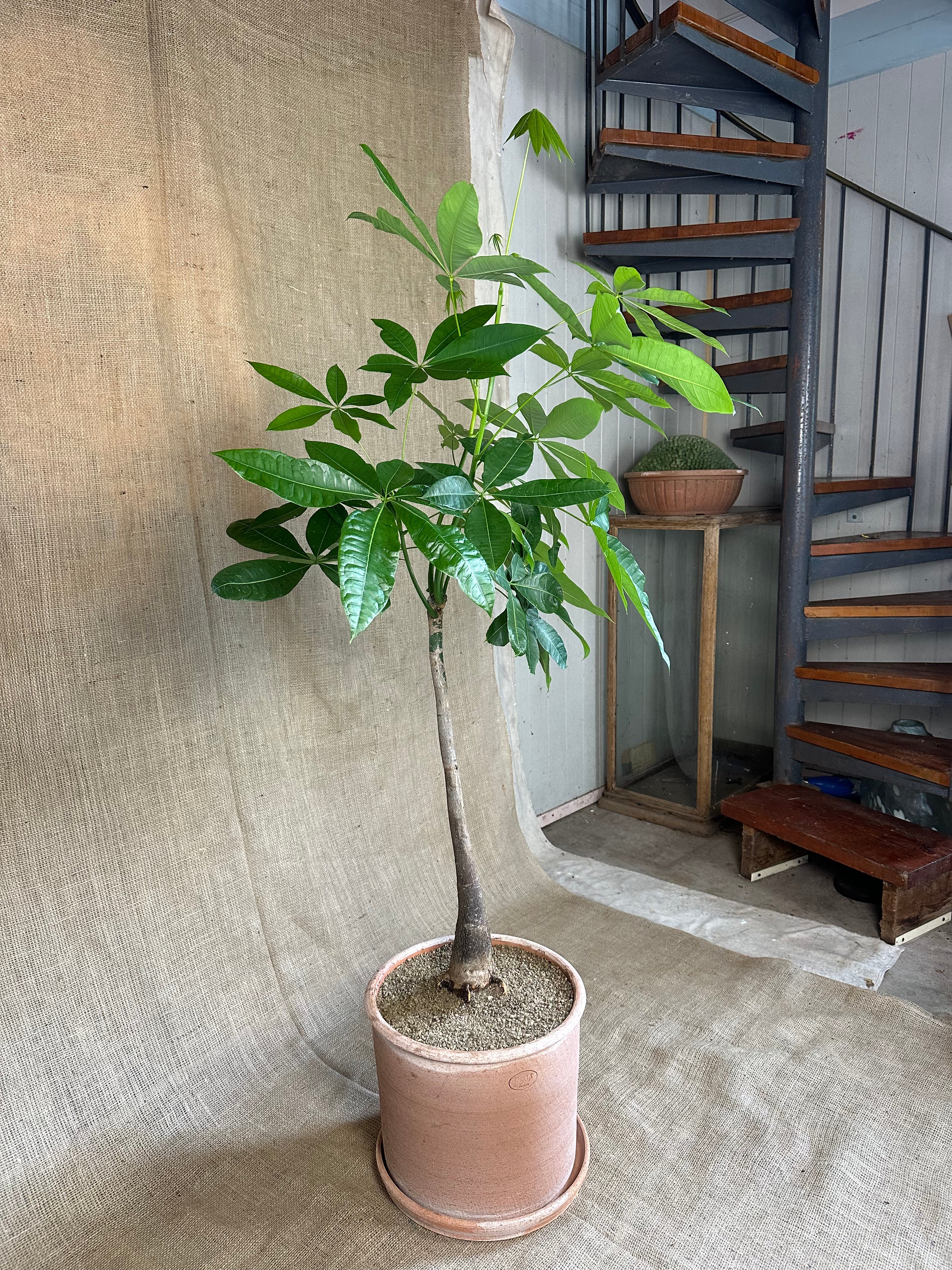Money Tree (Pachira aquatica) in Bergs Modena Rosa Pot