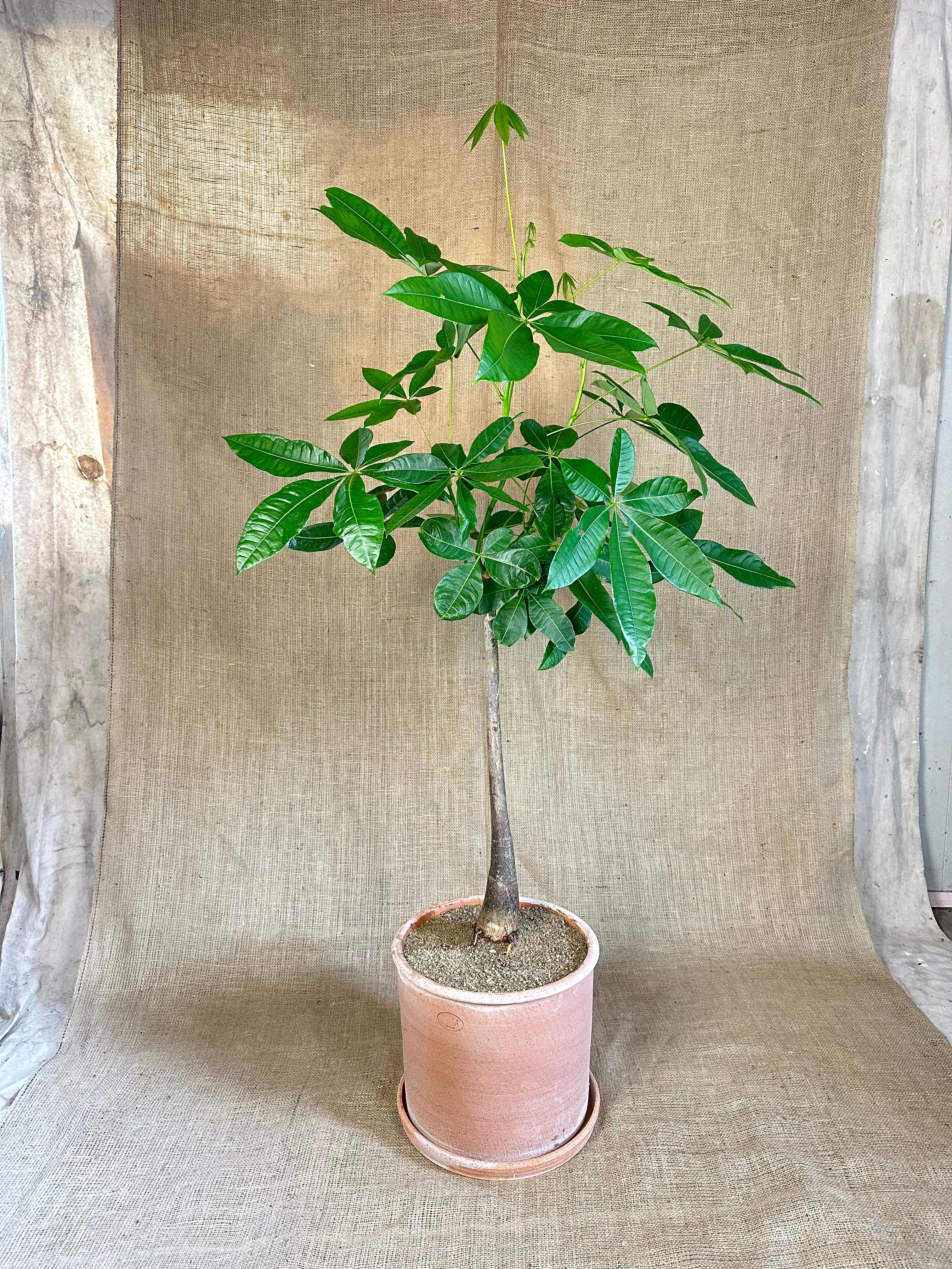 Money Tree (Pachira aquatica) in Bergs Modena Rosa Pot