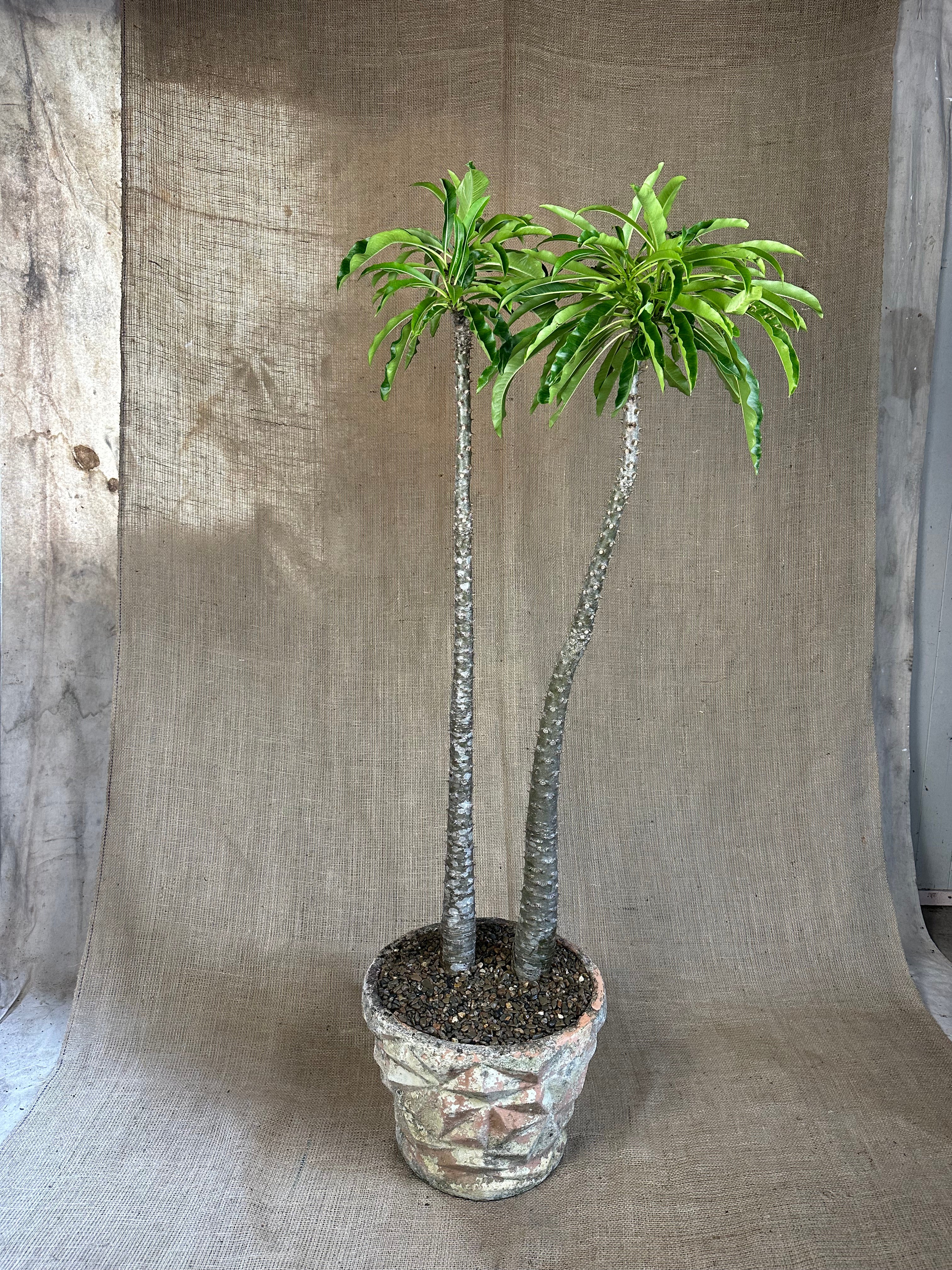 Pachypodium rutenbergianum in Textured Concrete Planter