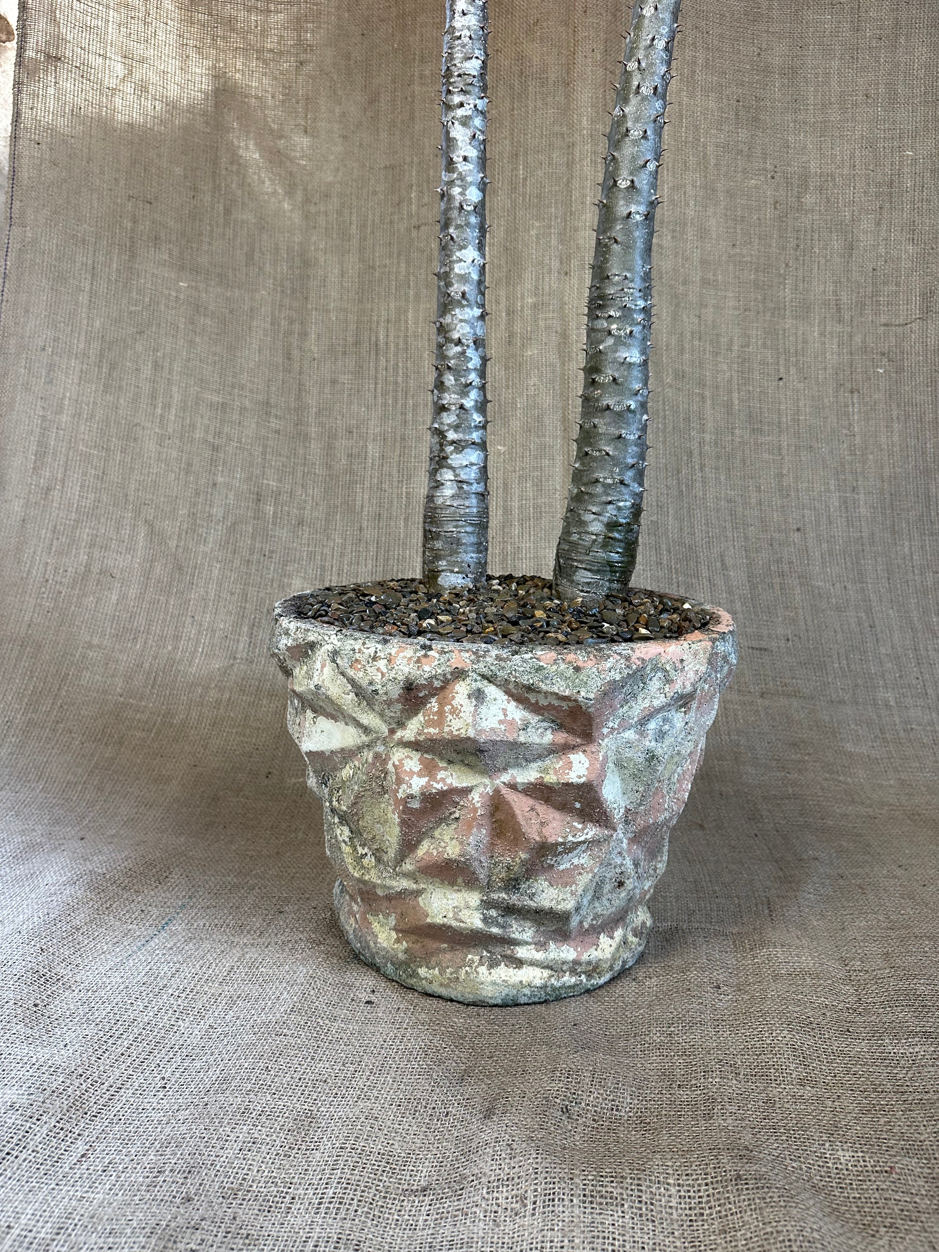 Pachypodium rutenbergianum in Textured Concrete Planter