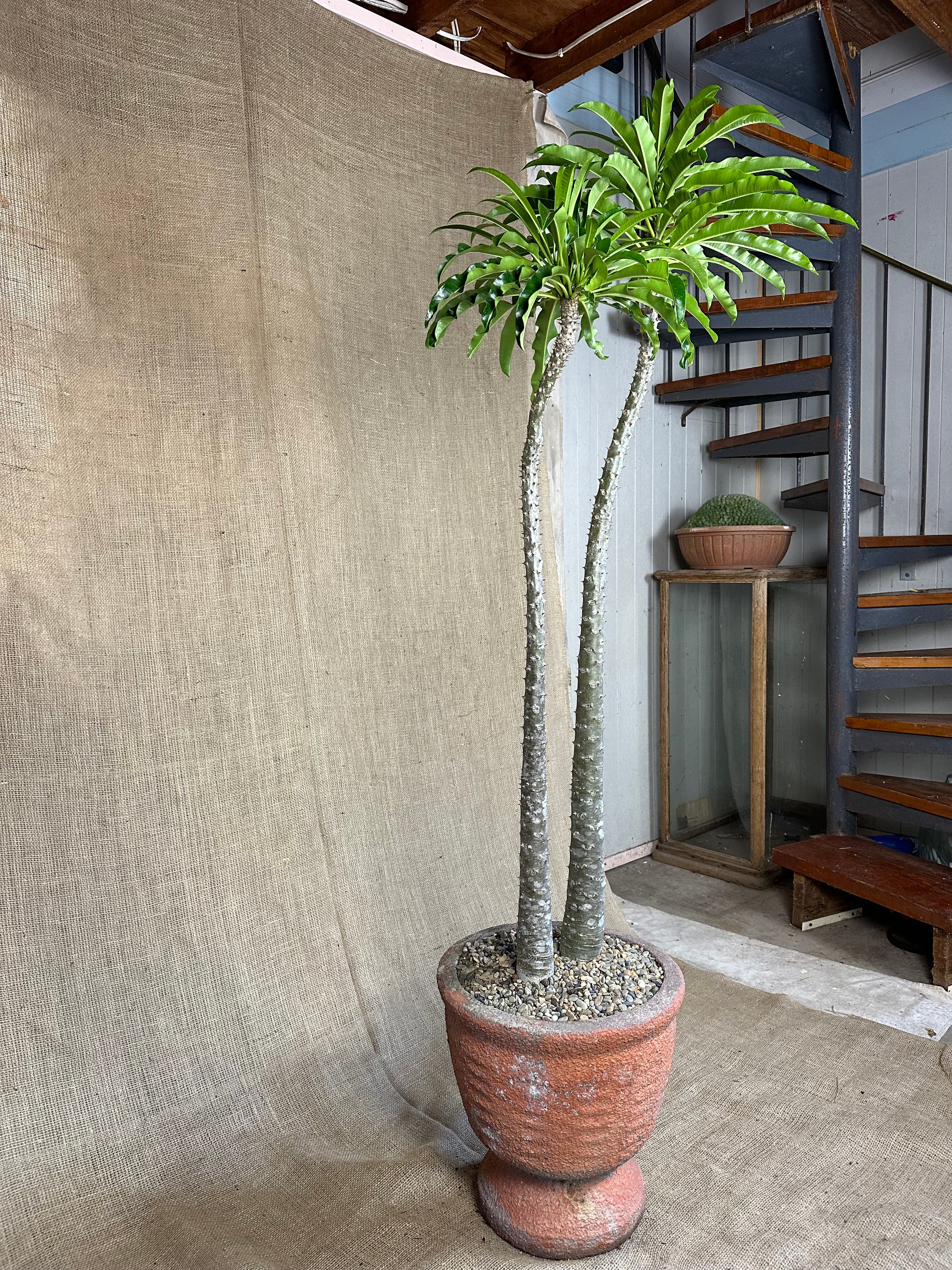 Pachypodium rutenbergianum (Double Planting) in Mid-Century Concrete Pot