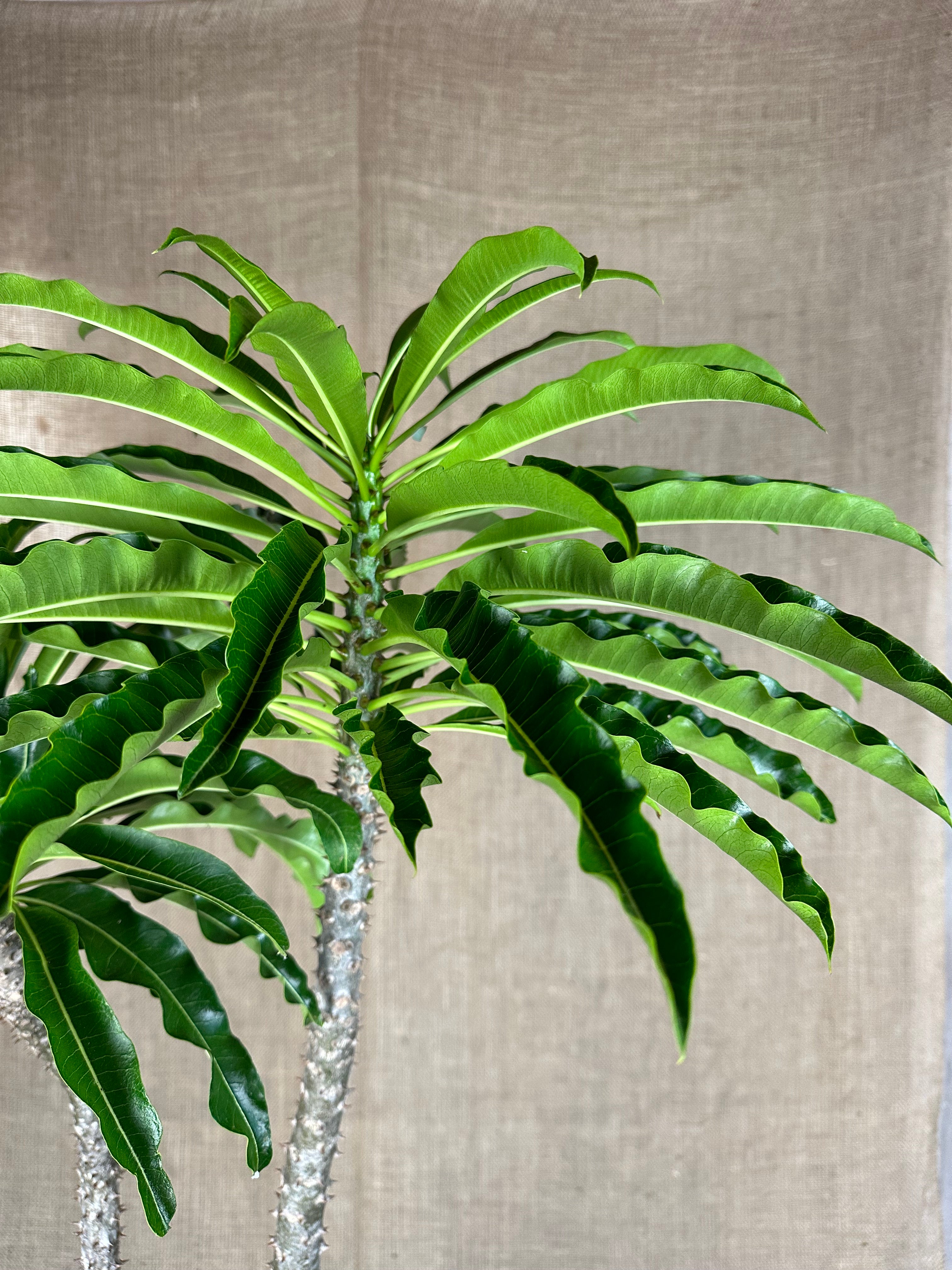 Pachypodium rutenbergianum (Double Planting) in Mid-Century Concrete Pot