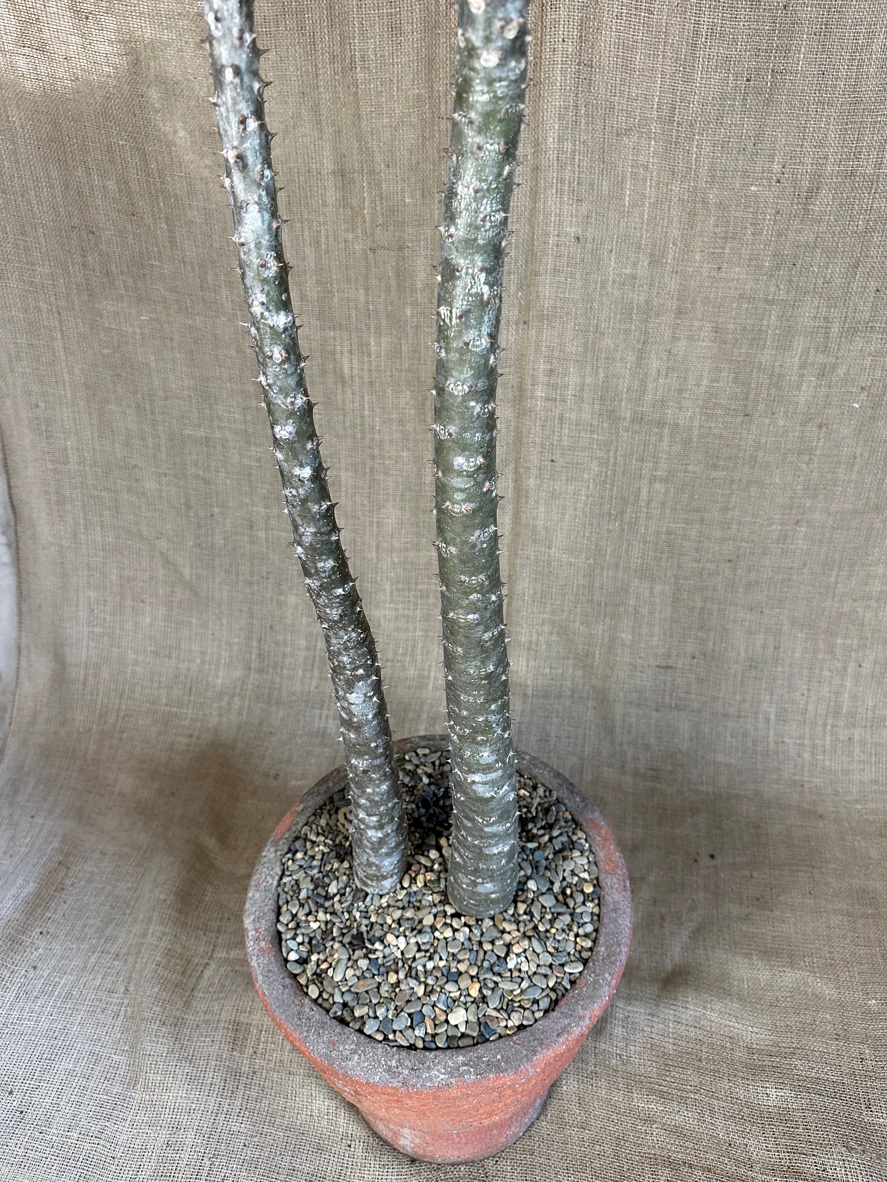 Pachypodium rutenbergianum (Double Planting) in Mid-Century Concrete Pot
