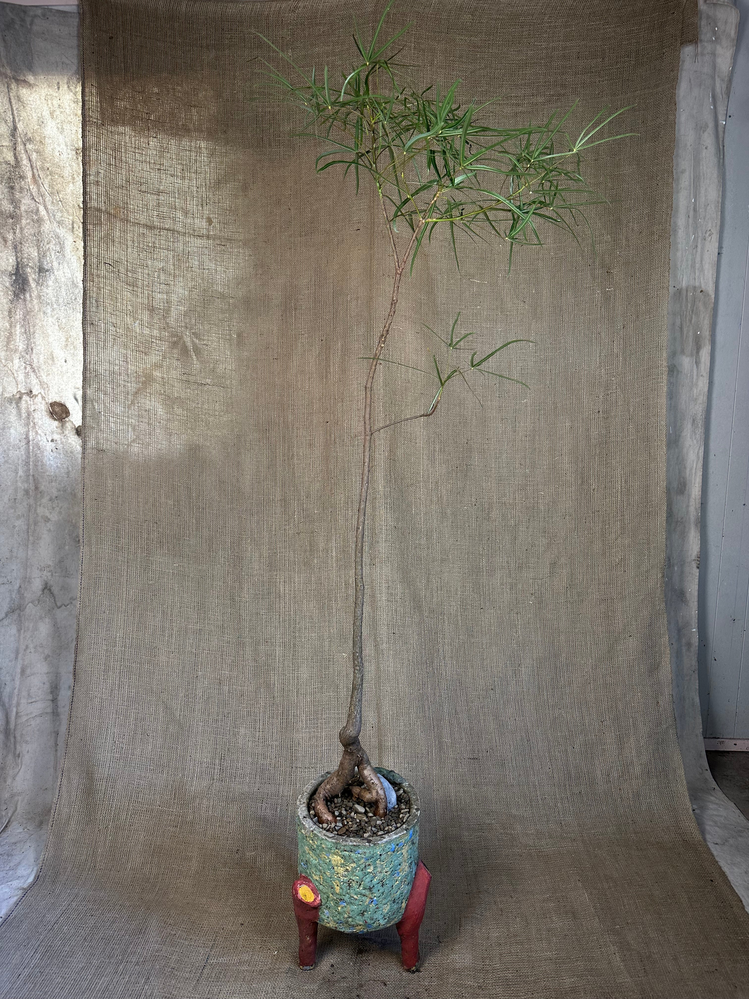 Bottle Tree (Brachychiton rupestris) in Painted Concrete Tripod Pot