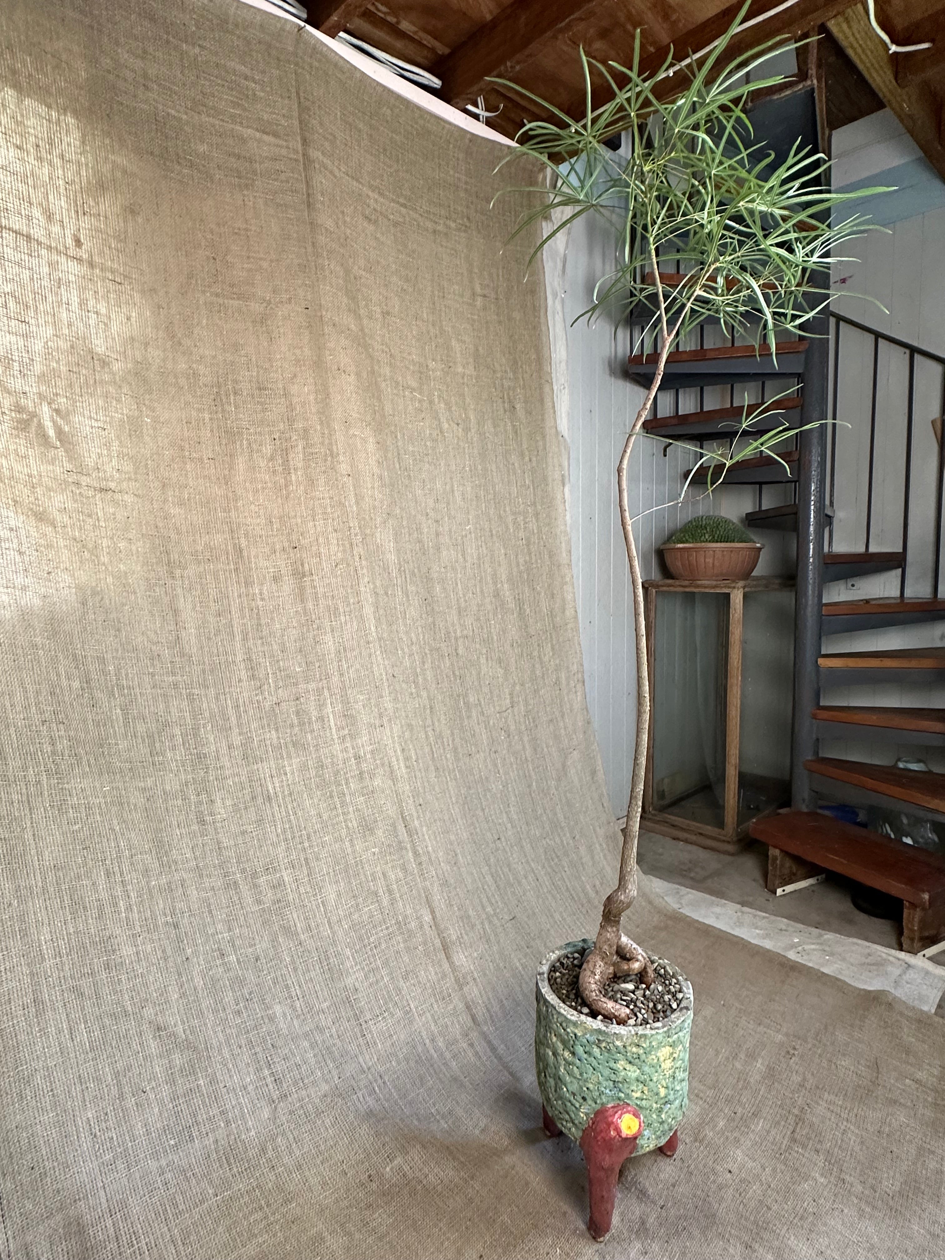 Bottle Tree (Brachychiton rupestris) in Painted Concrete Tripod Pot