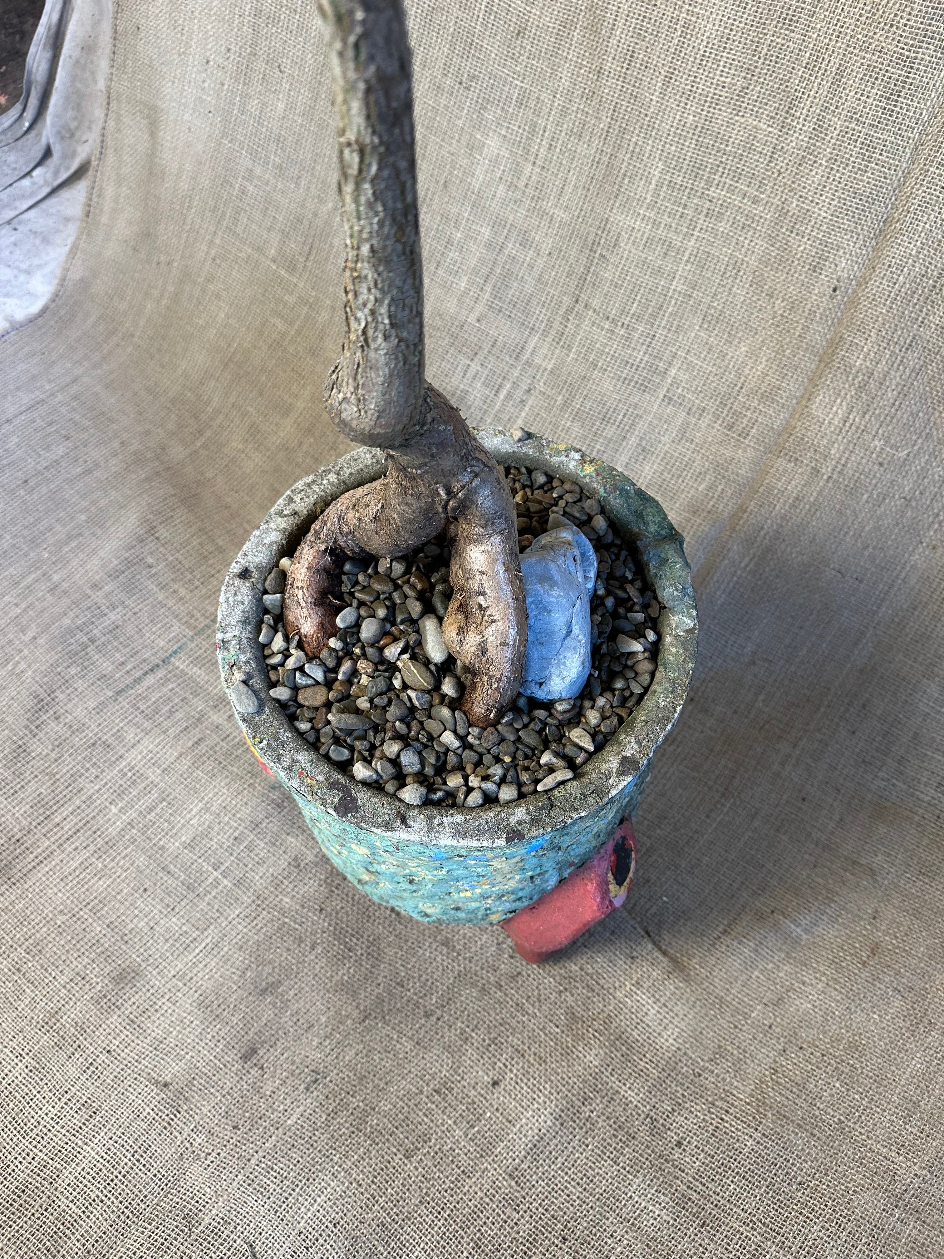 Bottle Tree (Brachychiton rupestris) in Painted Concrete Tripod Pot