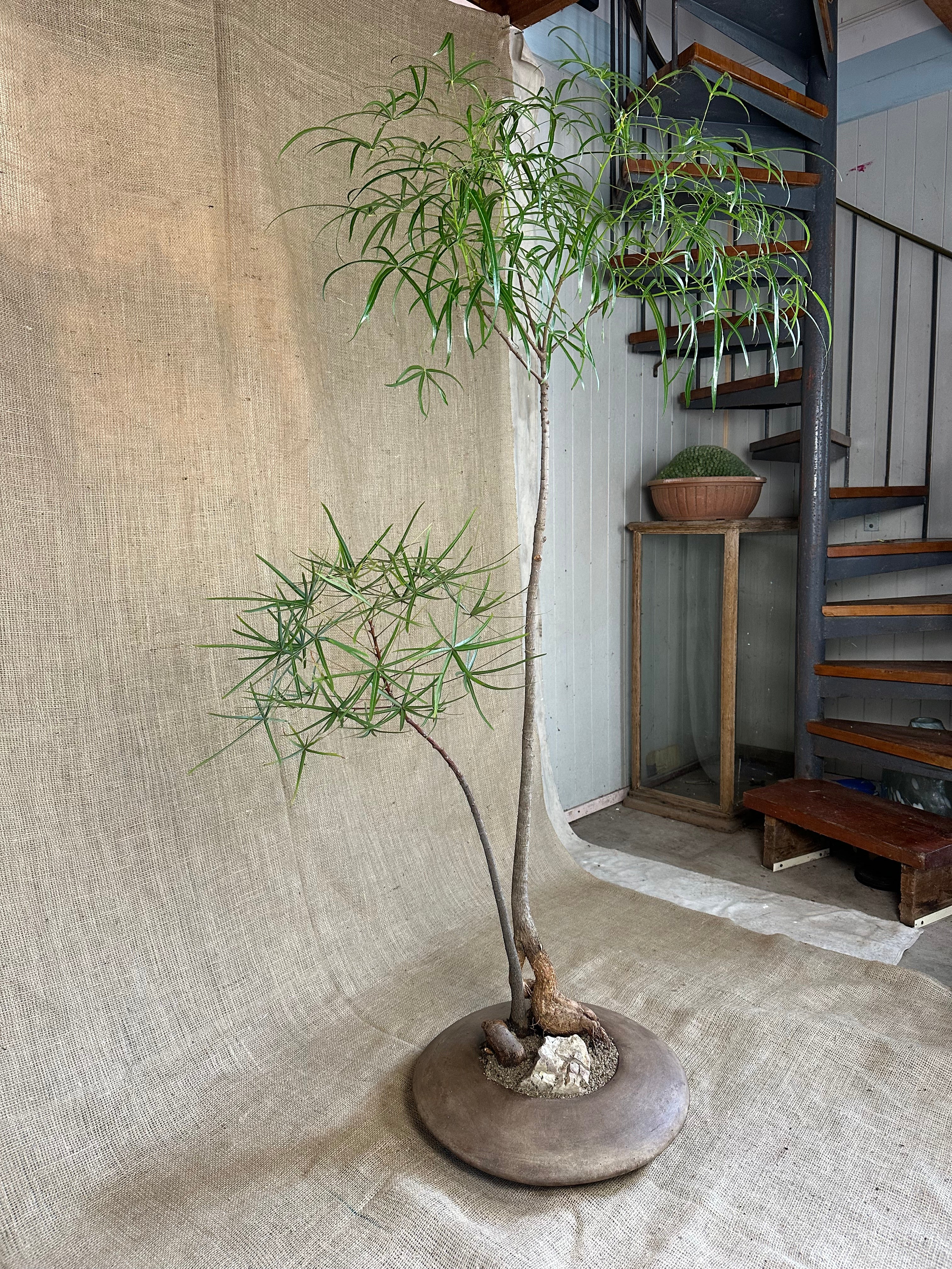 Bottle Trees (Brachychiton rupestris), Double Planting in Terracotta UFO Pot