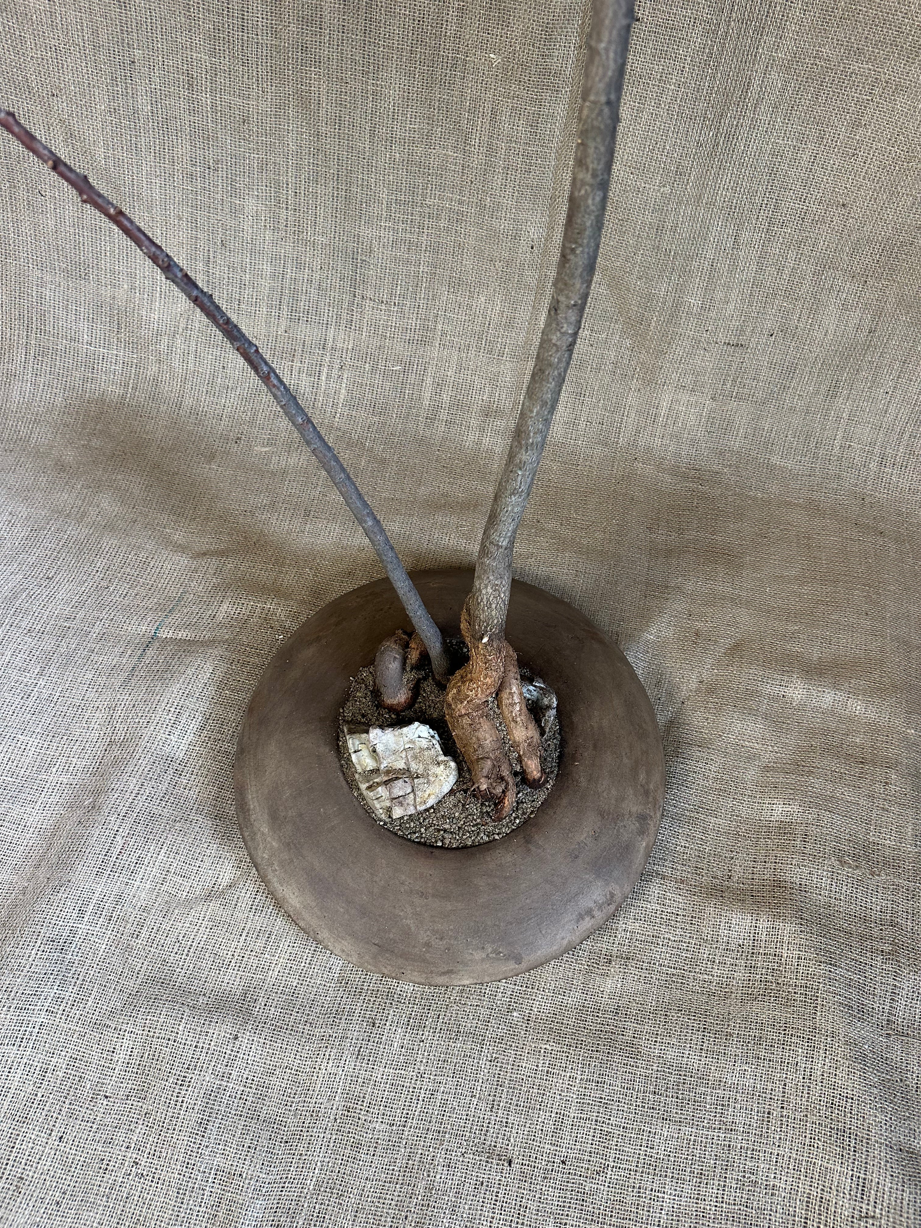 Bottle Trees (Brachychiton rupestris), Double Planting in Terracotta UFO Pot