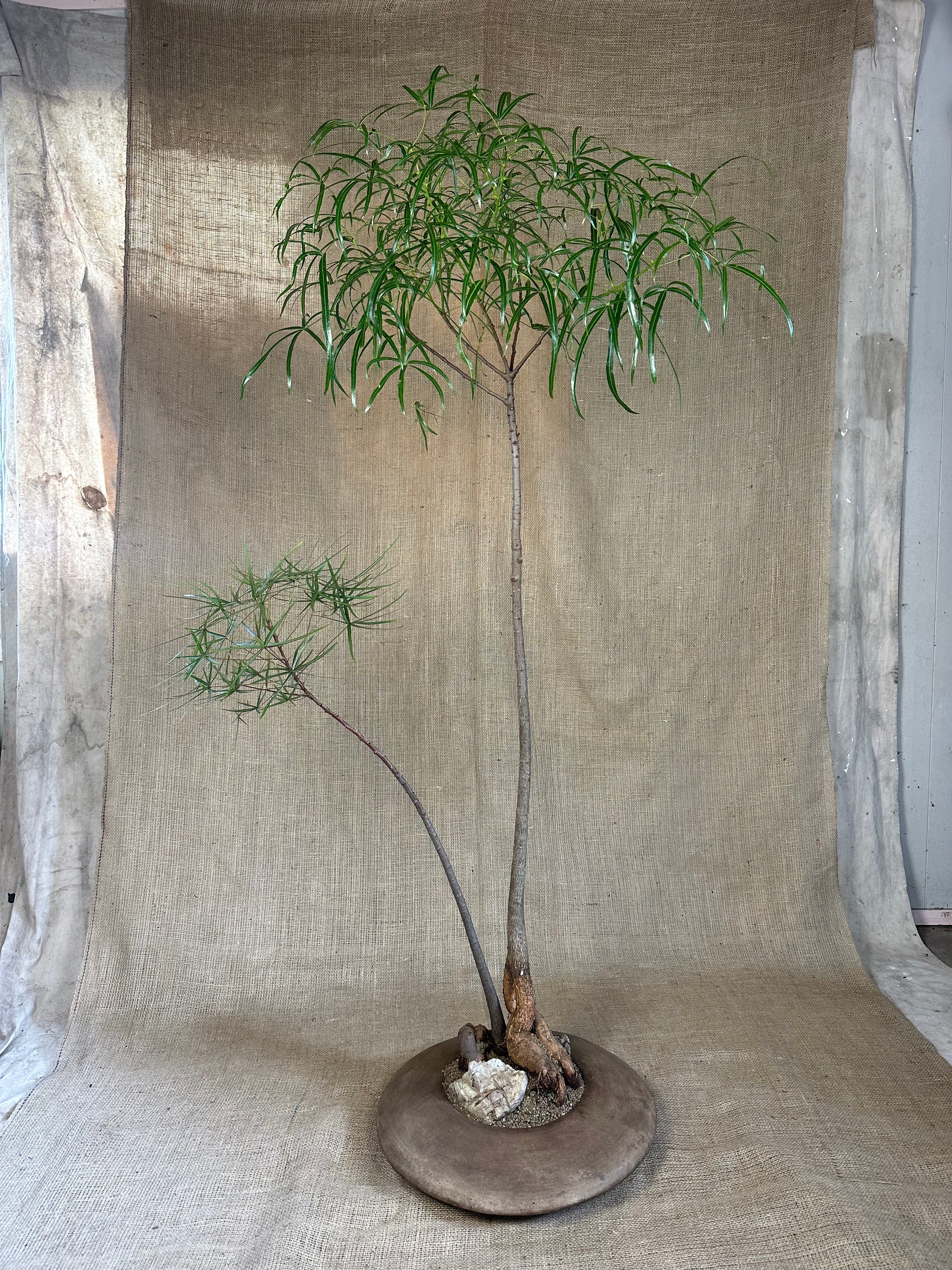 Bottle Trees (Brachychiton rupestris), Double Planting in Terracotta UFO Pot