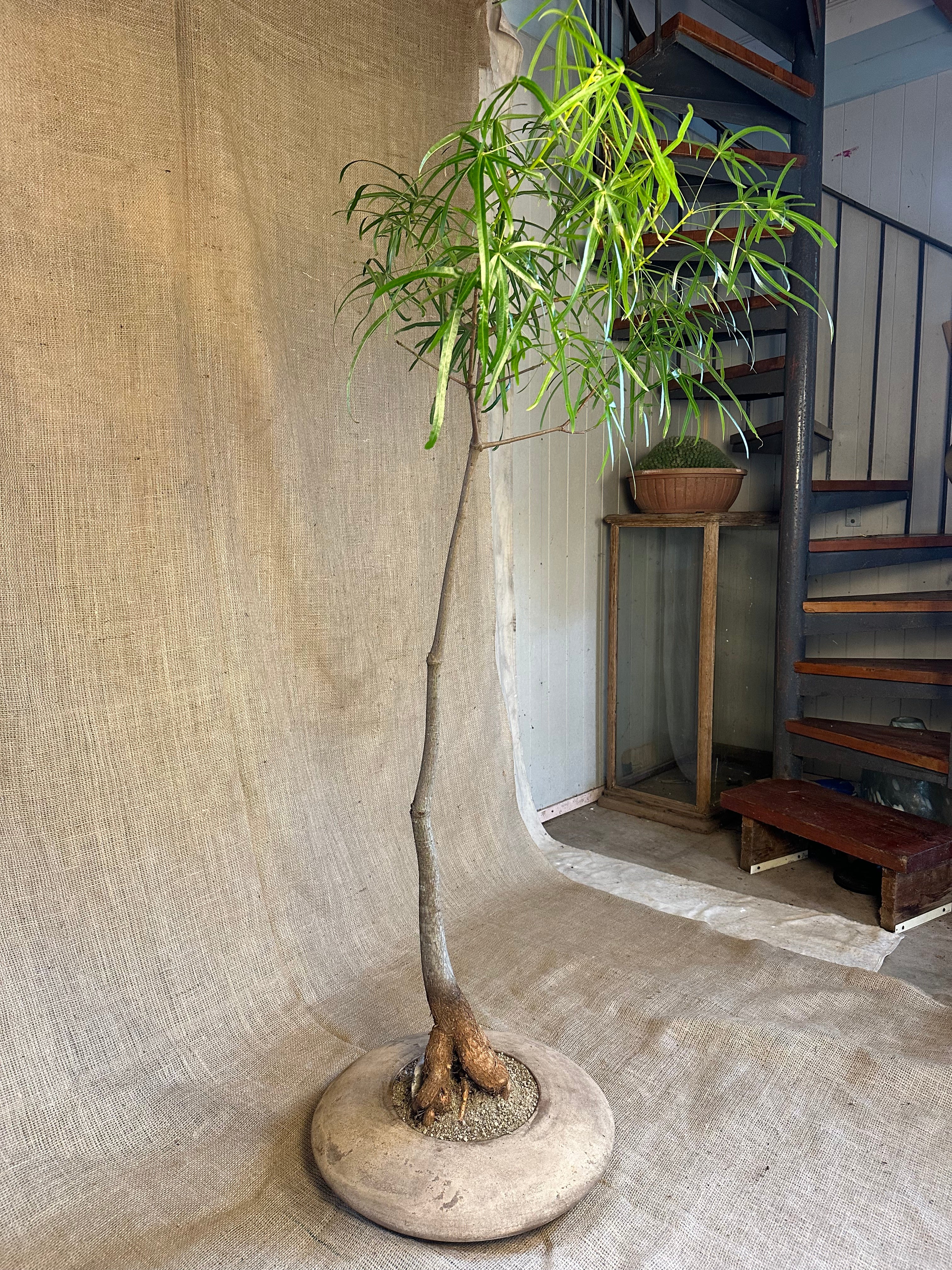 Bottle Tree (Brachychiton rupestris) in Terracotta UFO Pot