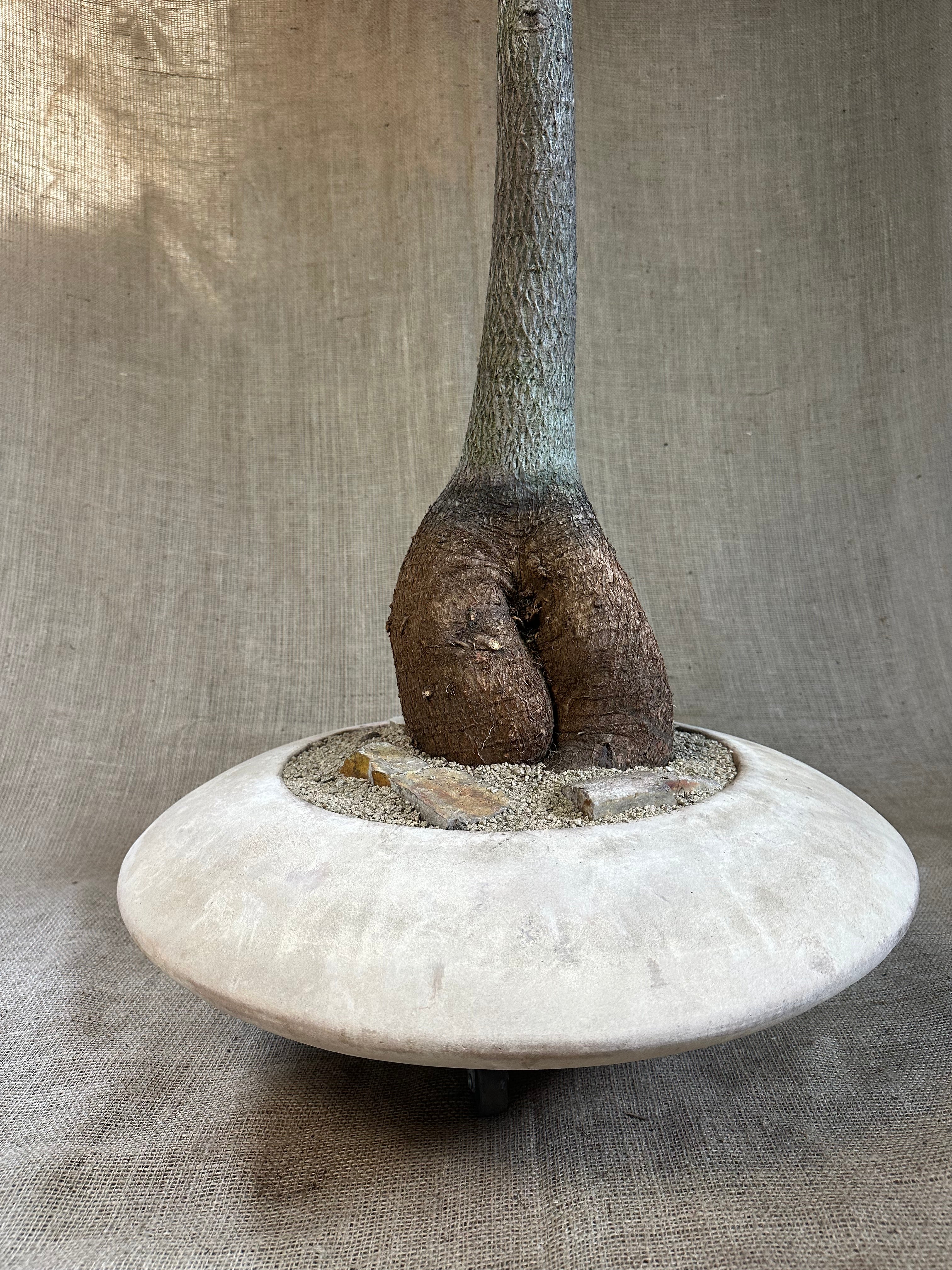 Bottle Tree (Brachychiton rupestris) in Terracotta UFO Pot