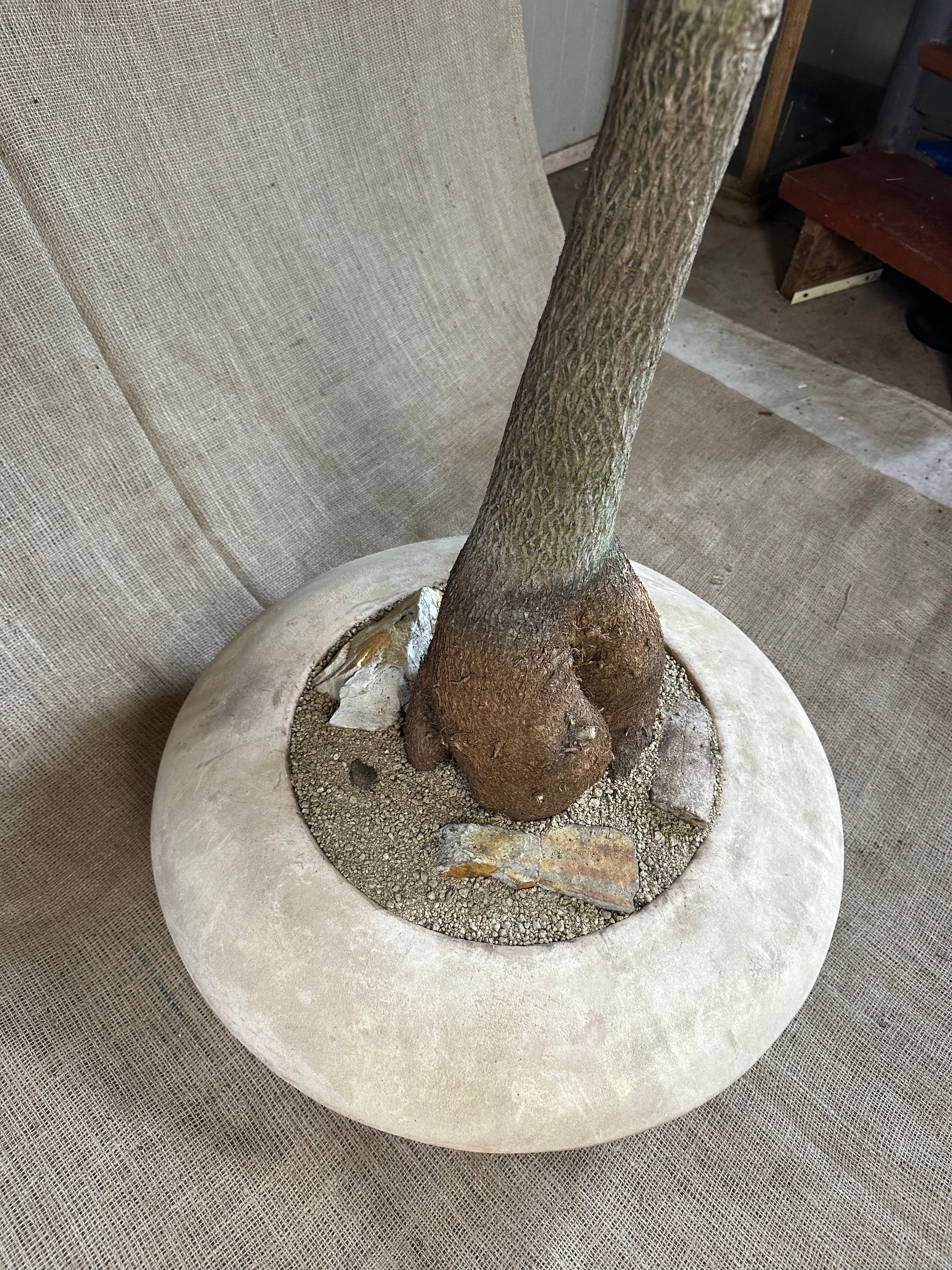 Bottle Tree (Brachychiton rupestris) in Terracotta UFO Pot