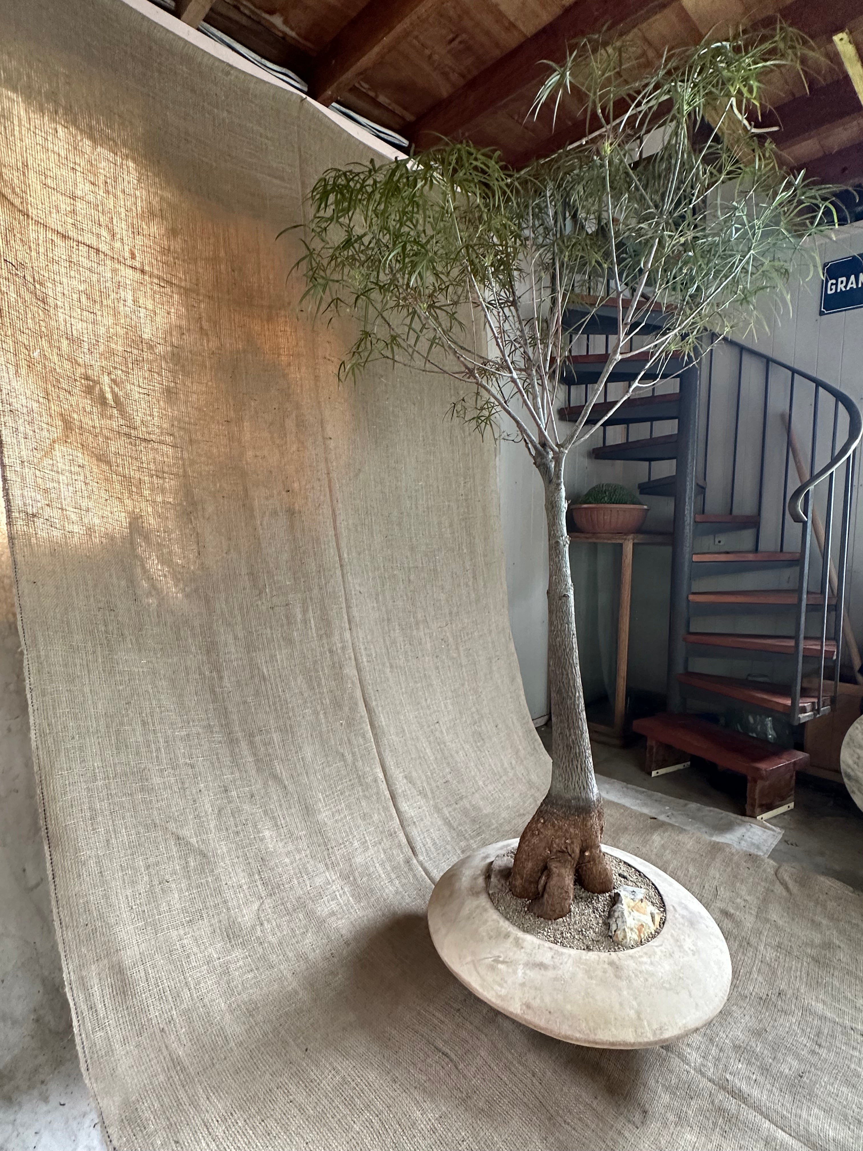 Bottle Tree (Brachychiton rupestris) in Terracotta UFO Pot