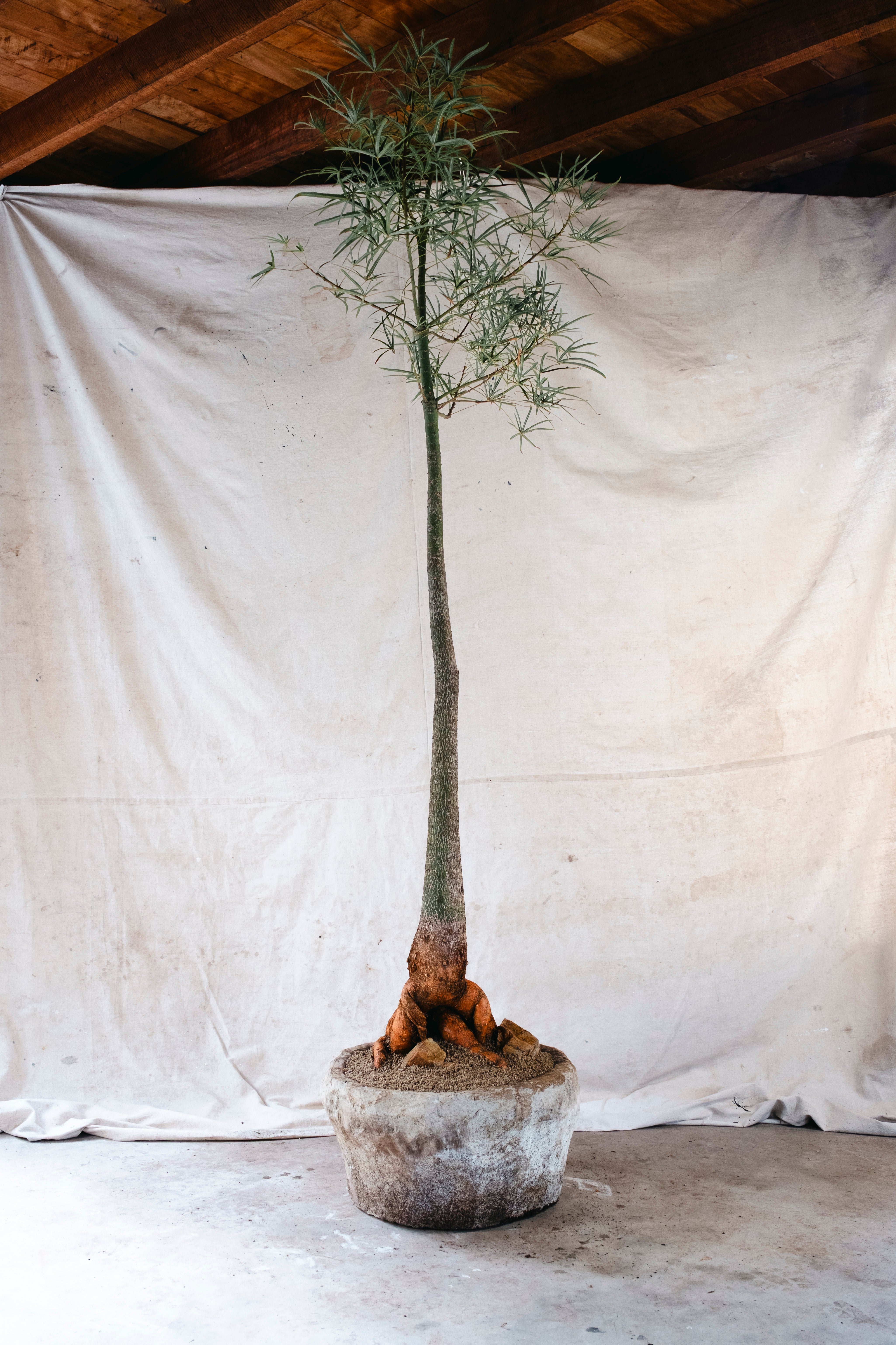 BRACHYCHITON RUPESTRIS Queensland Bottle Tree | 2.4m Architectural Specimen in Indonesian Limestone Planter