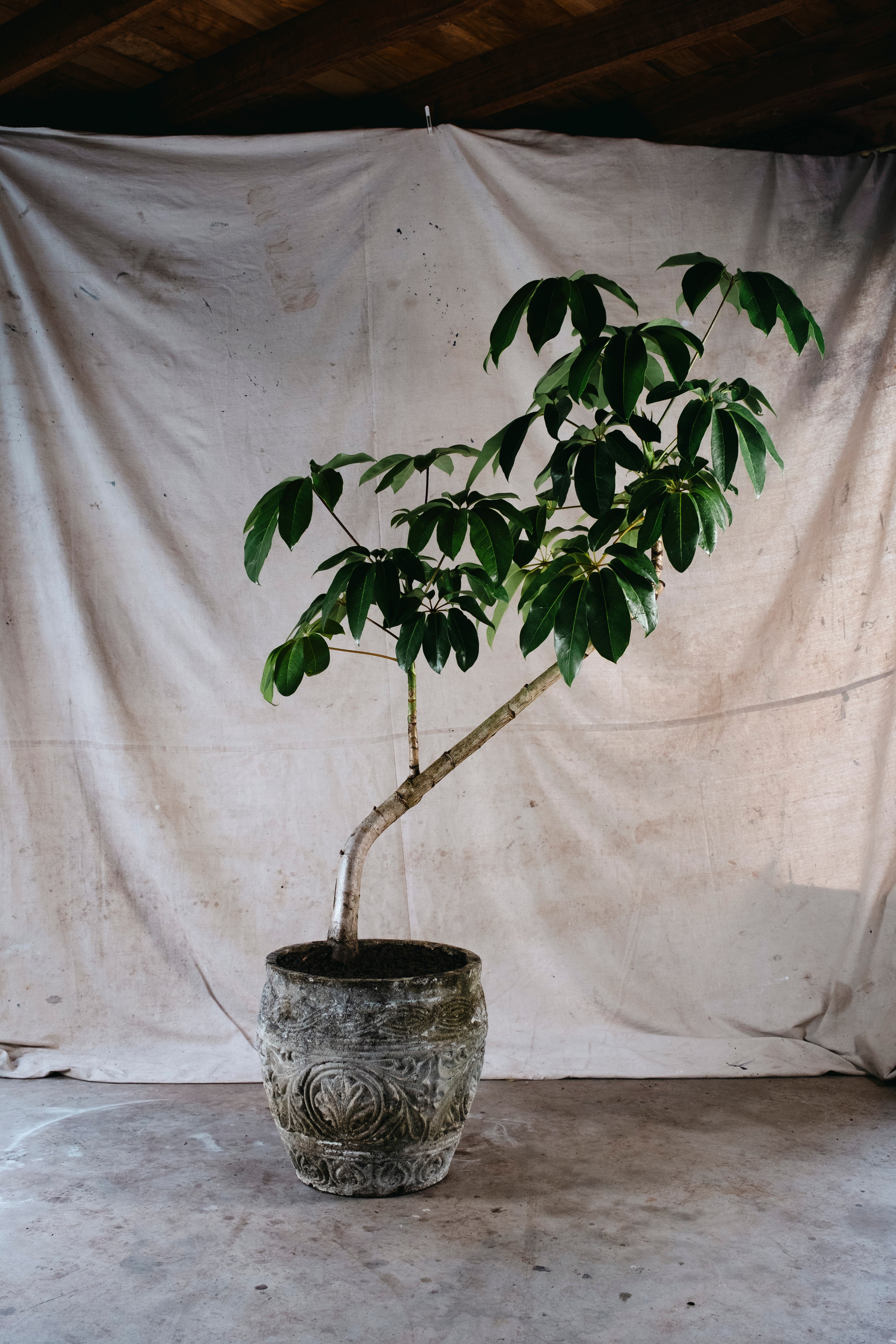SCHEFFLERA ACTINOPHYLLA UMBRELLA TREE | 1.9M CURVED SPECIMEN IN CONCRETE POT