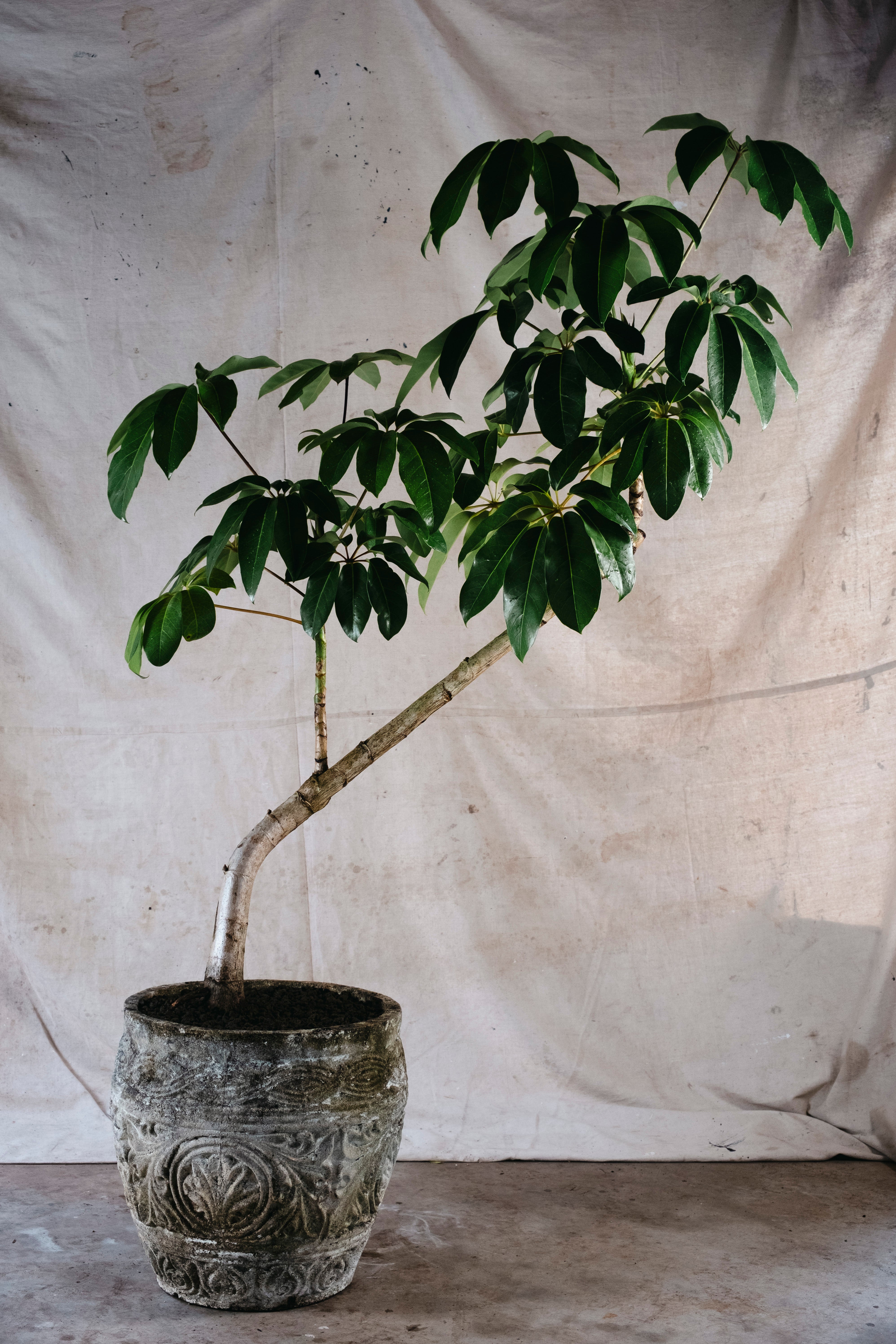 SCHEFFLERA ACTINOPHYLLA UMBRELLA TREE | 1.9M CURVED SPECIMEN IN CONCRETE POT