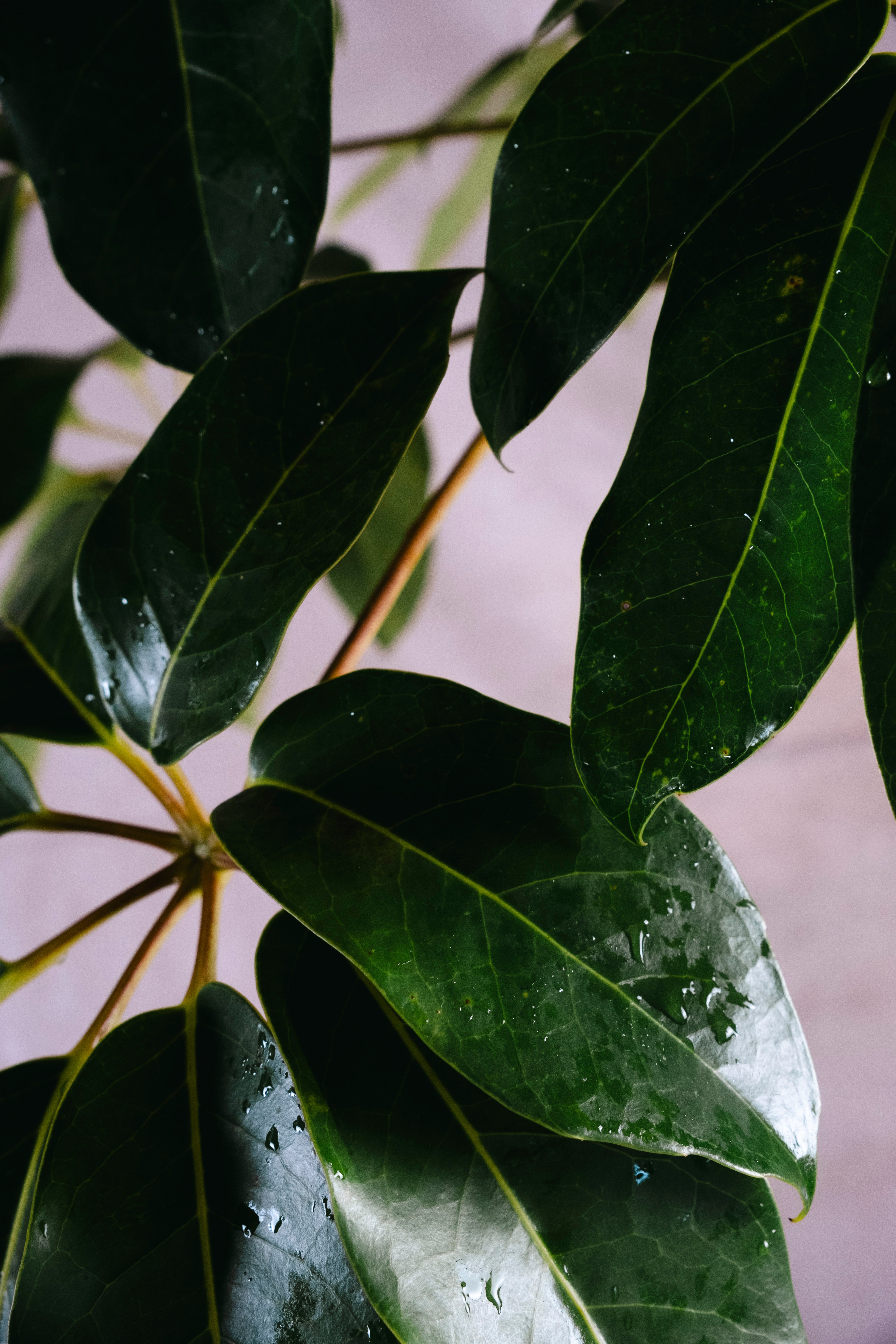 SCHEFFLERA ACTINOPHYLLA UMBRELLA TREE | 1.9M CURVED SPECIMEN IN CONCRETE POT