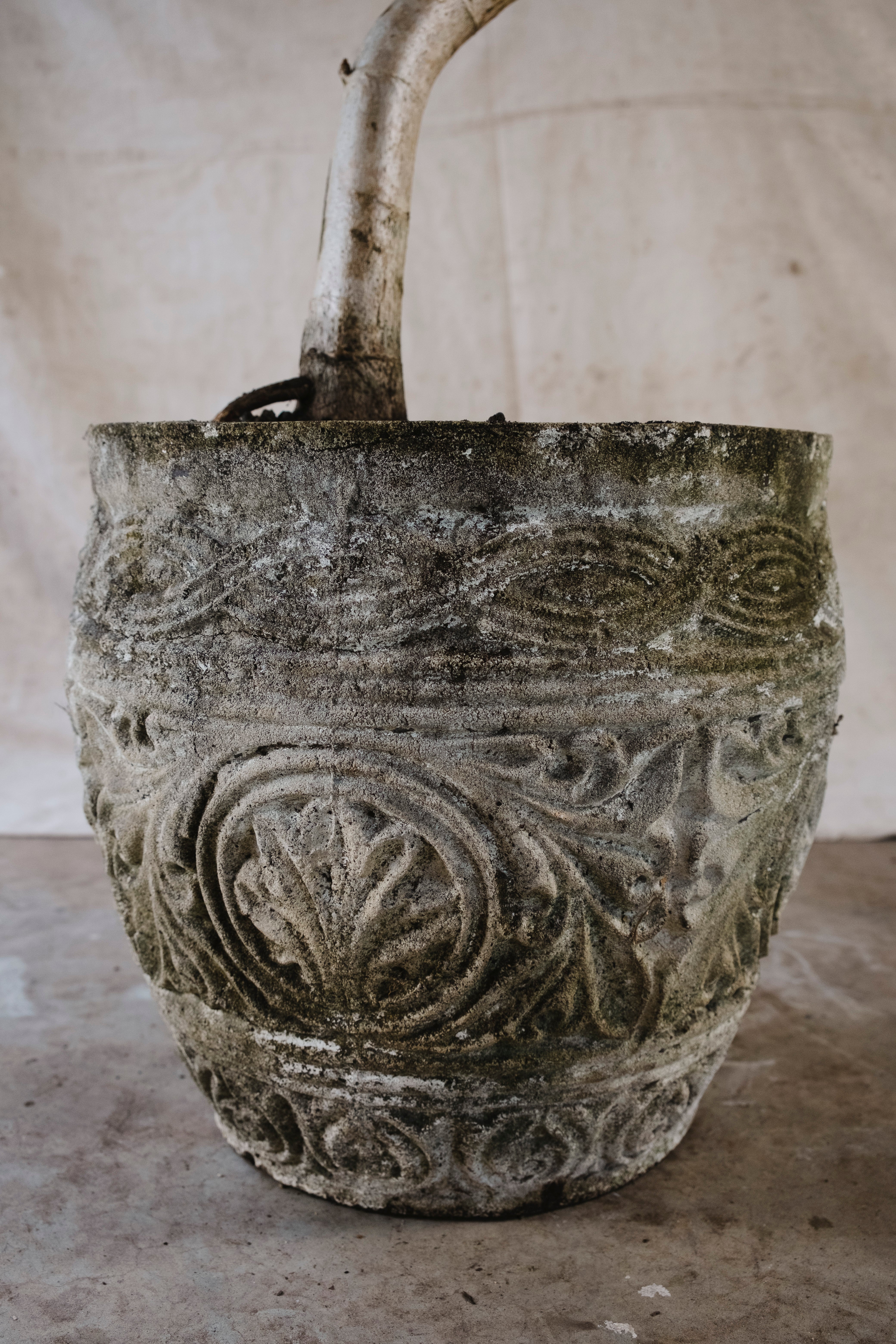 SCHEFFLERA ACTINOPHYLLA UMBRELLA TREE | 1.9M CURVED SPECIMEN IN CONCRETE POT