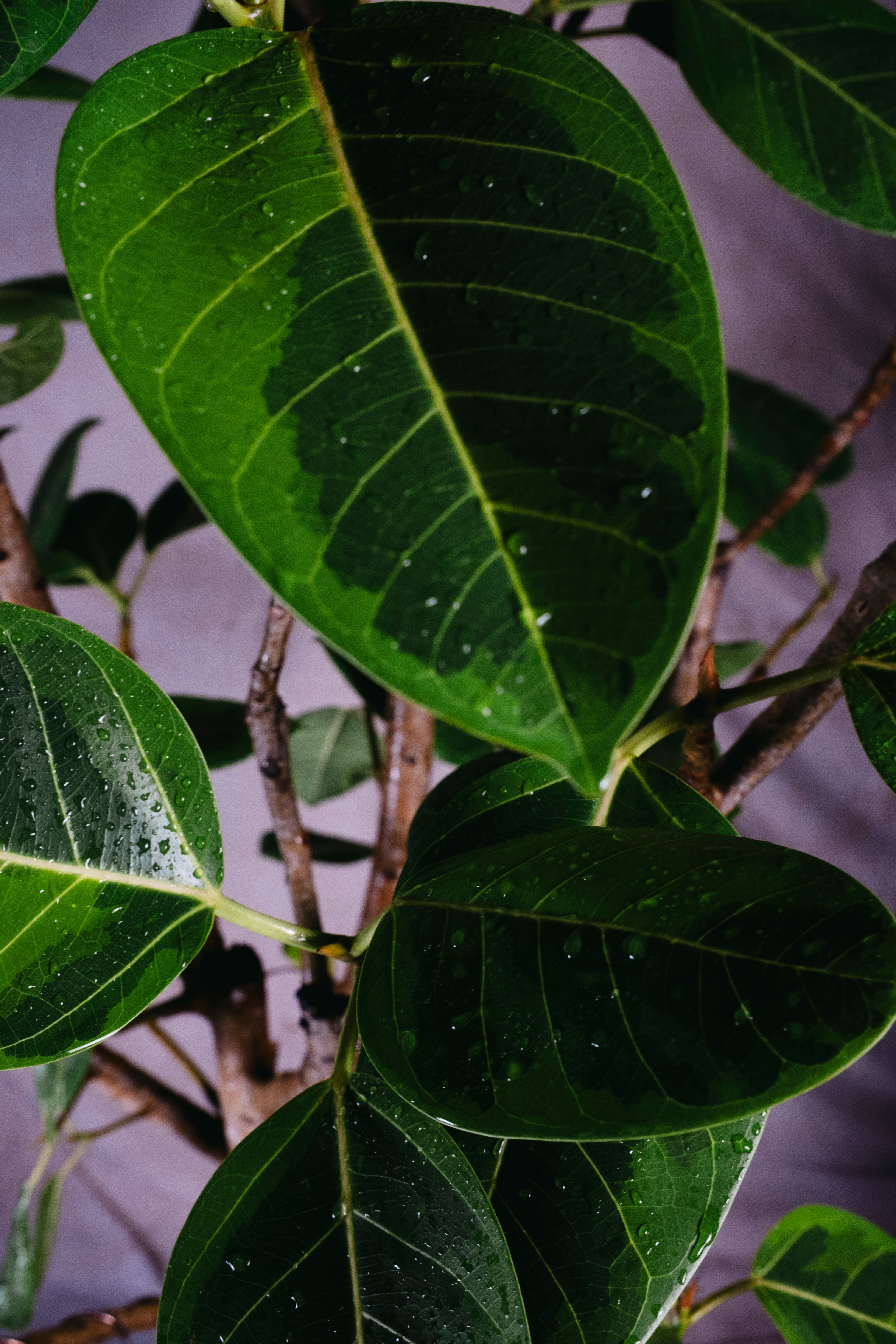 FICUS ELASTICA LEMON N LIME RUBBER TREE | 1.8M GNARLED TREE IN TERRACOTTA PLANTER