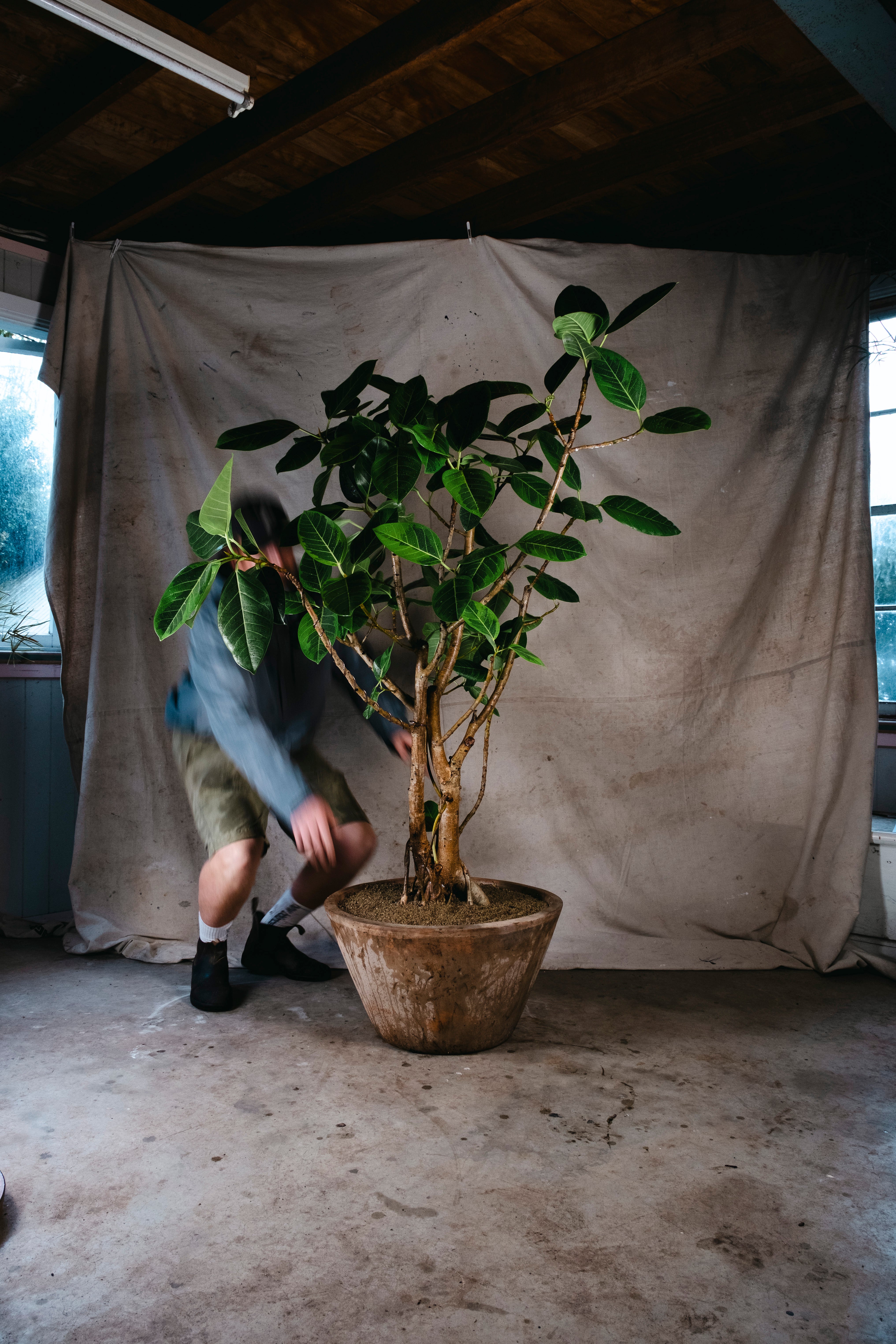 FICUS ELASTICA LEMON N LIME RUBBER TREE | 1.8M GNARLED TREE IN TERRACOTTA PLANTER
