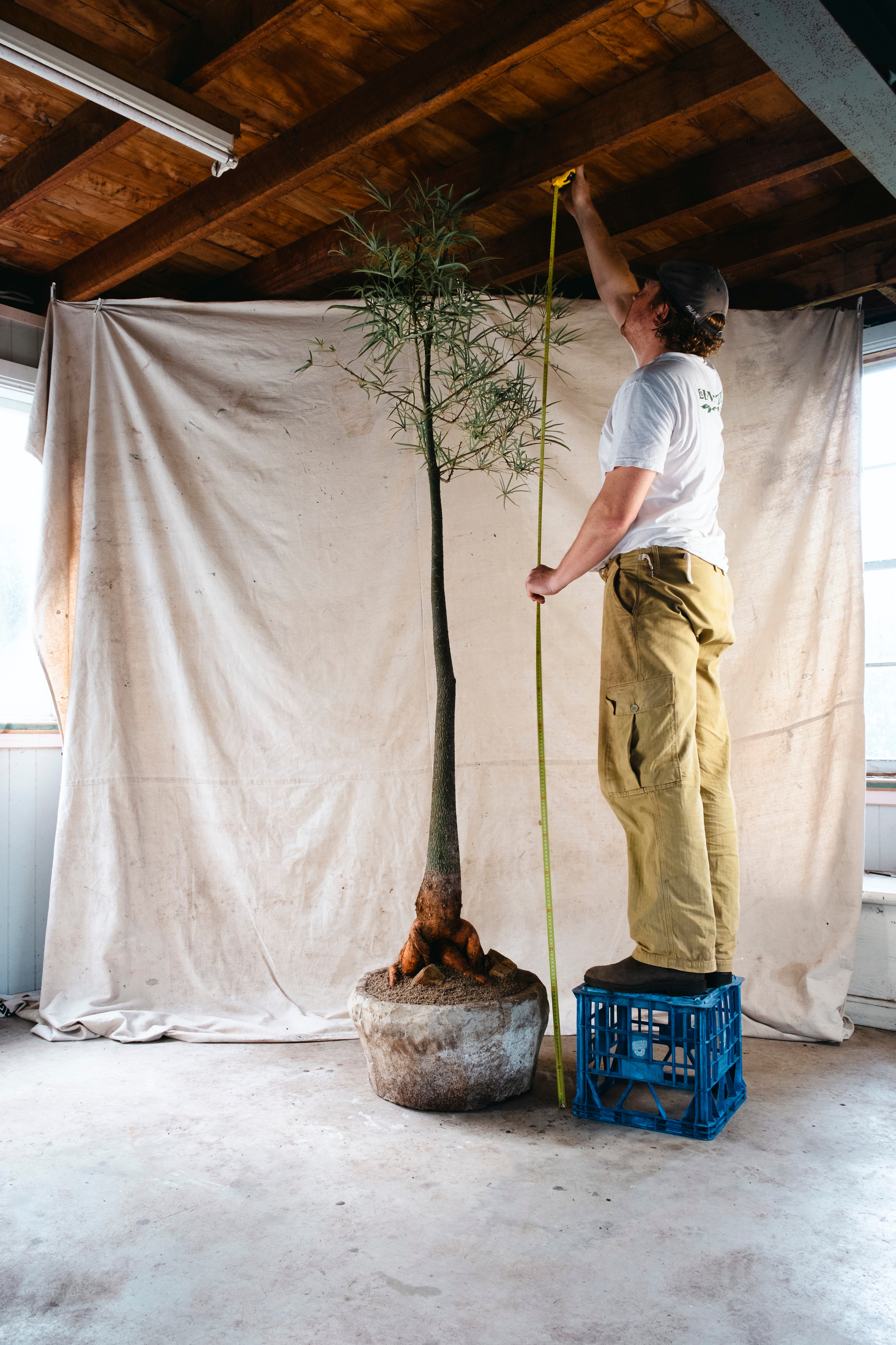 BRACHYCHITON RUPESTRIS Queensland Bottle Tree | 2.4m Architectural Specimen in Indonesian Limestone Planter