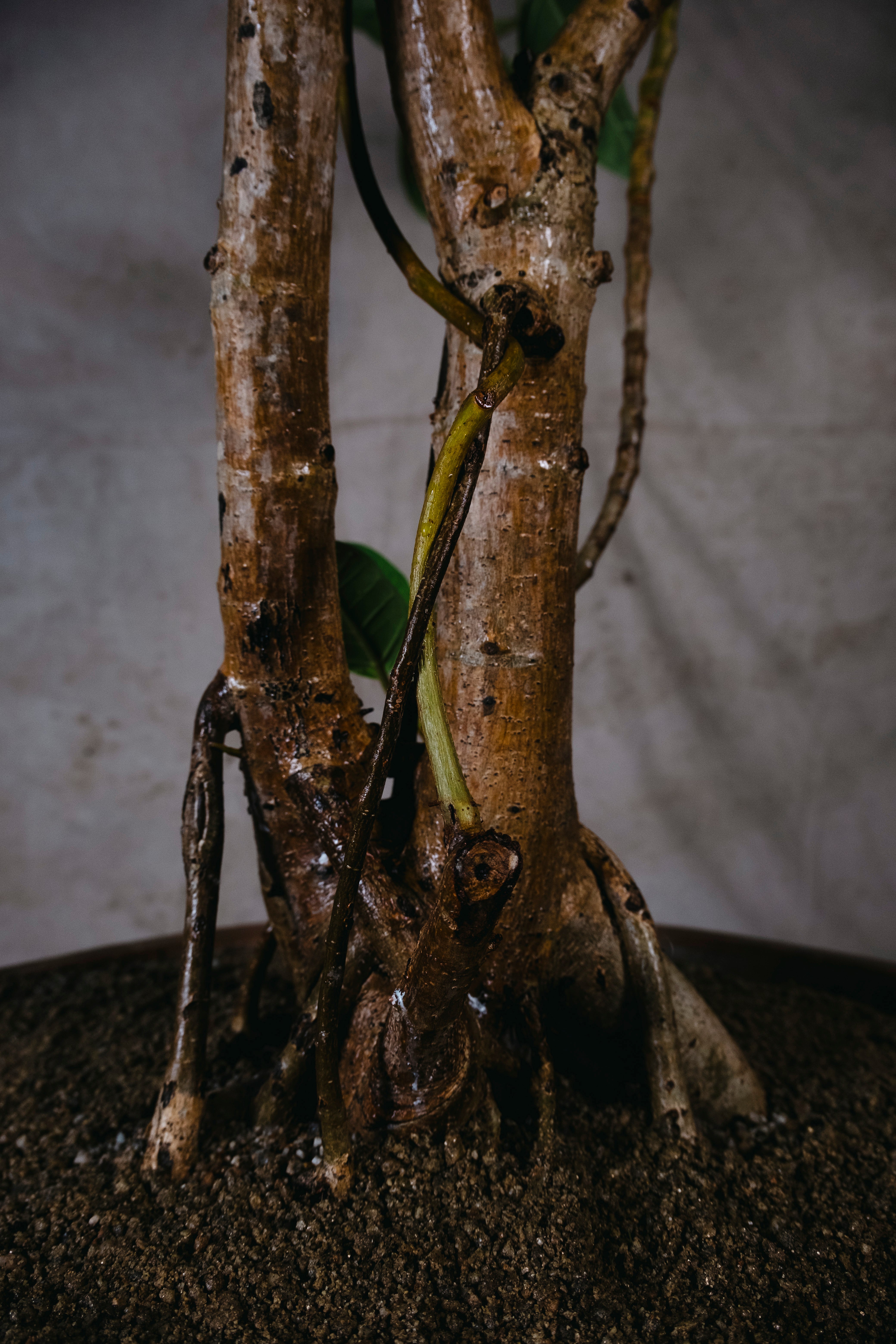 FICUS ELASTICA LEMON N LIME RUBBER TREE | 1.8M GNARLED TREE IN TERRACOTTA PLANTER
