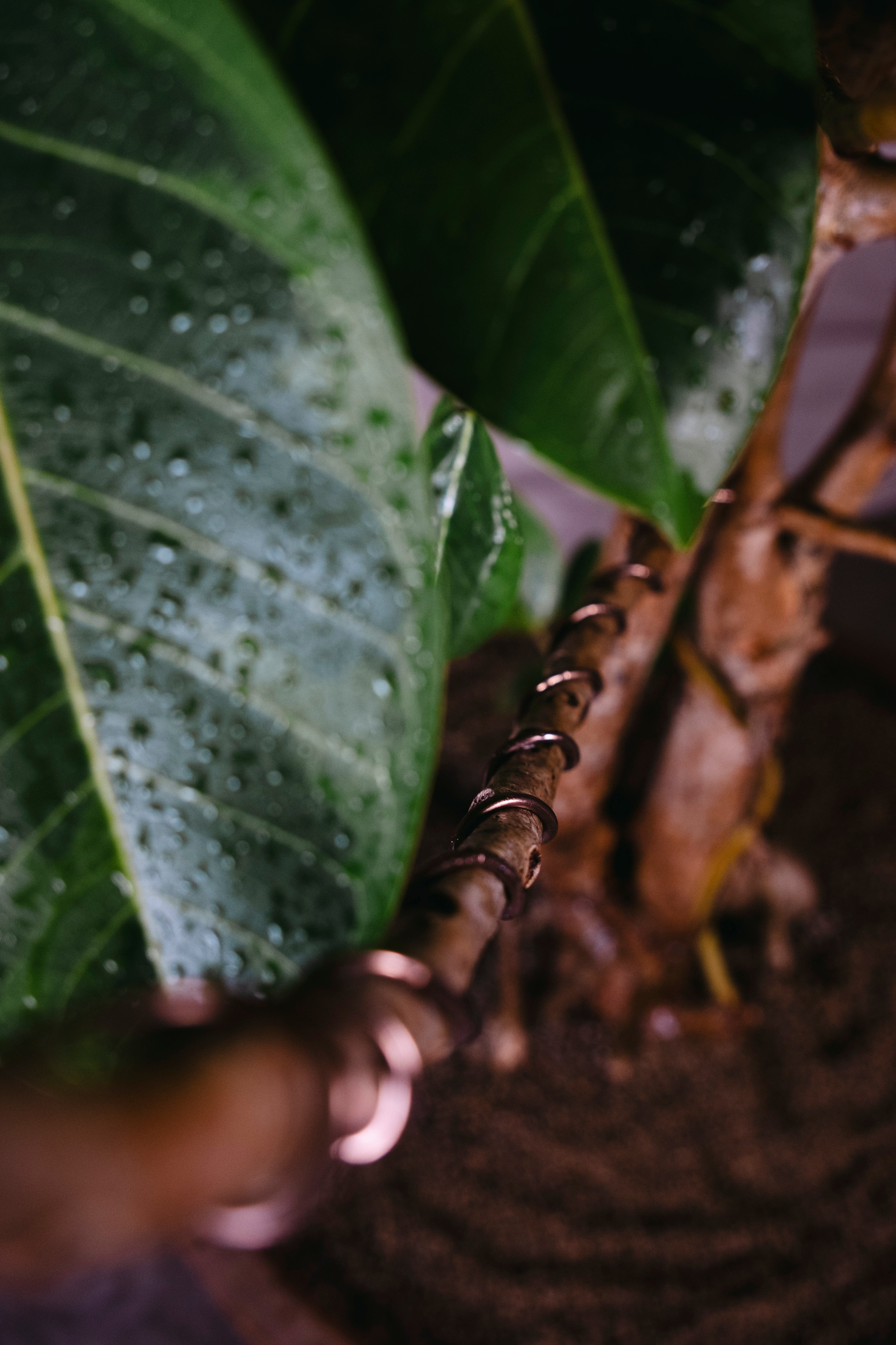 FICUS ELASTICA LEMON N LIME RUBBER TREE | 1.8M GNARLED TREE IN TERRACOTTA PLANTER