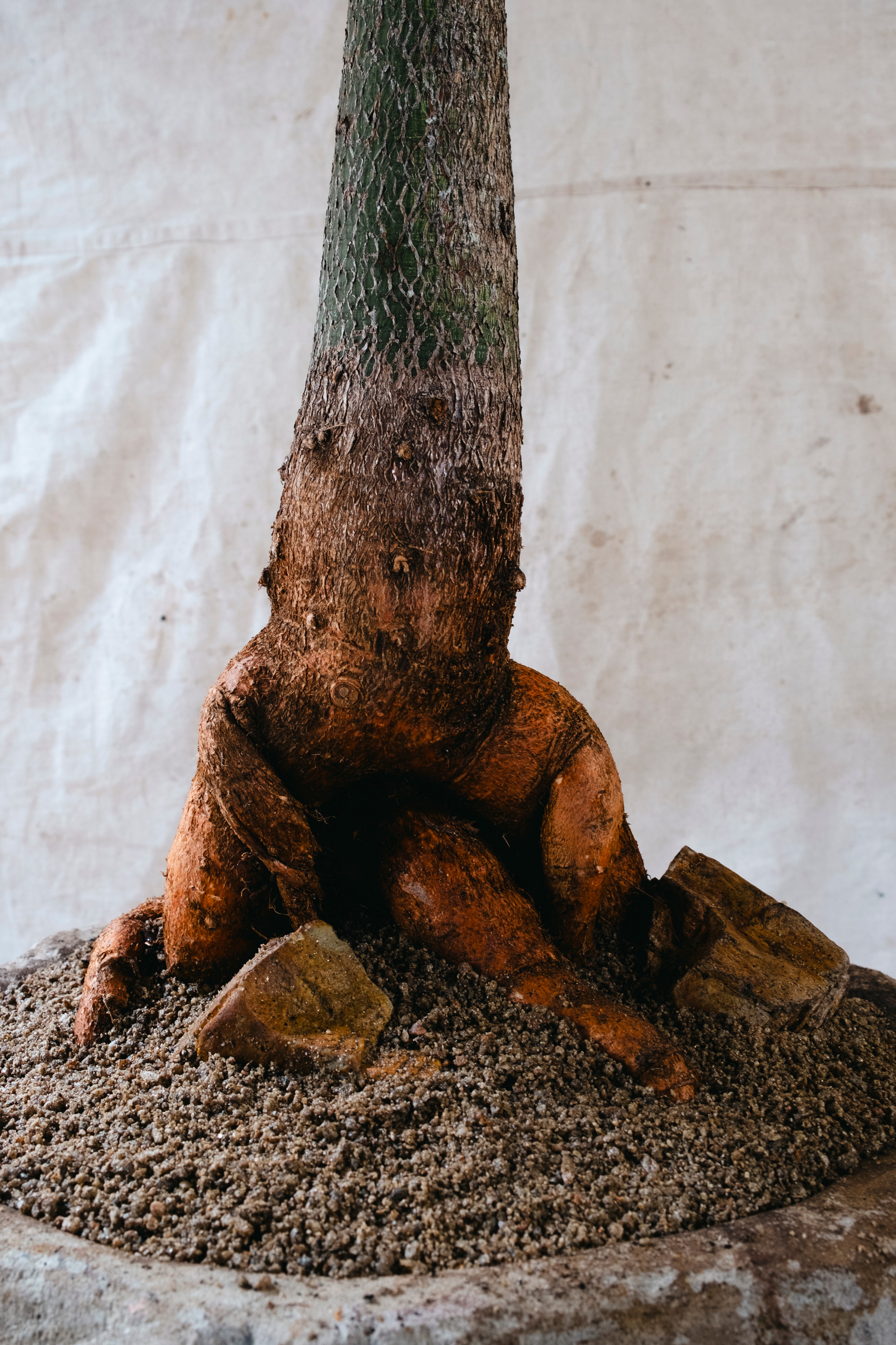 BRACHYCHITON RUPESTRIS Queensland Bottle Tree | 2.4m Architectural Specimen in Indonesian Limestone Planter