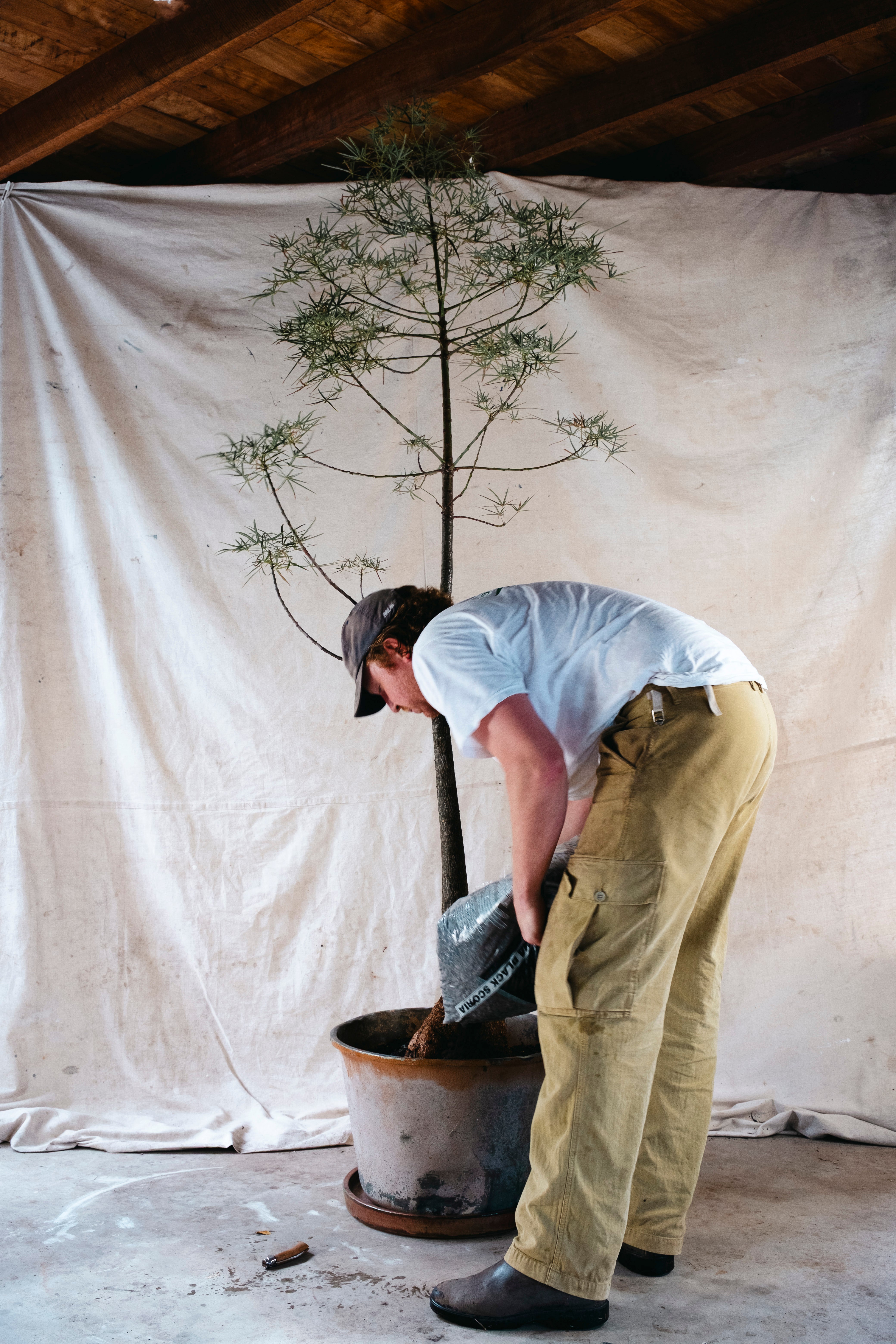 BRACHYCHITON RUPESTRIS Queensland Bottle Tree | 2.4m Architectural Specimen in Vintage Copper Planter