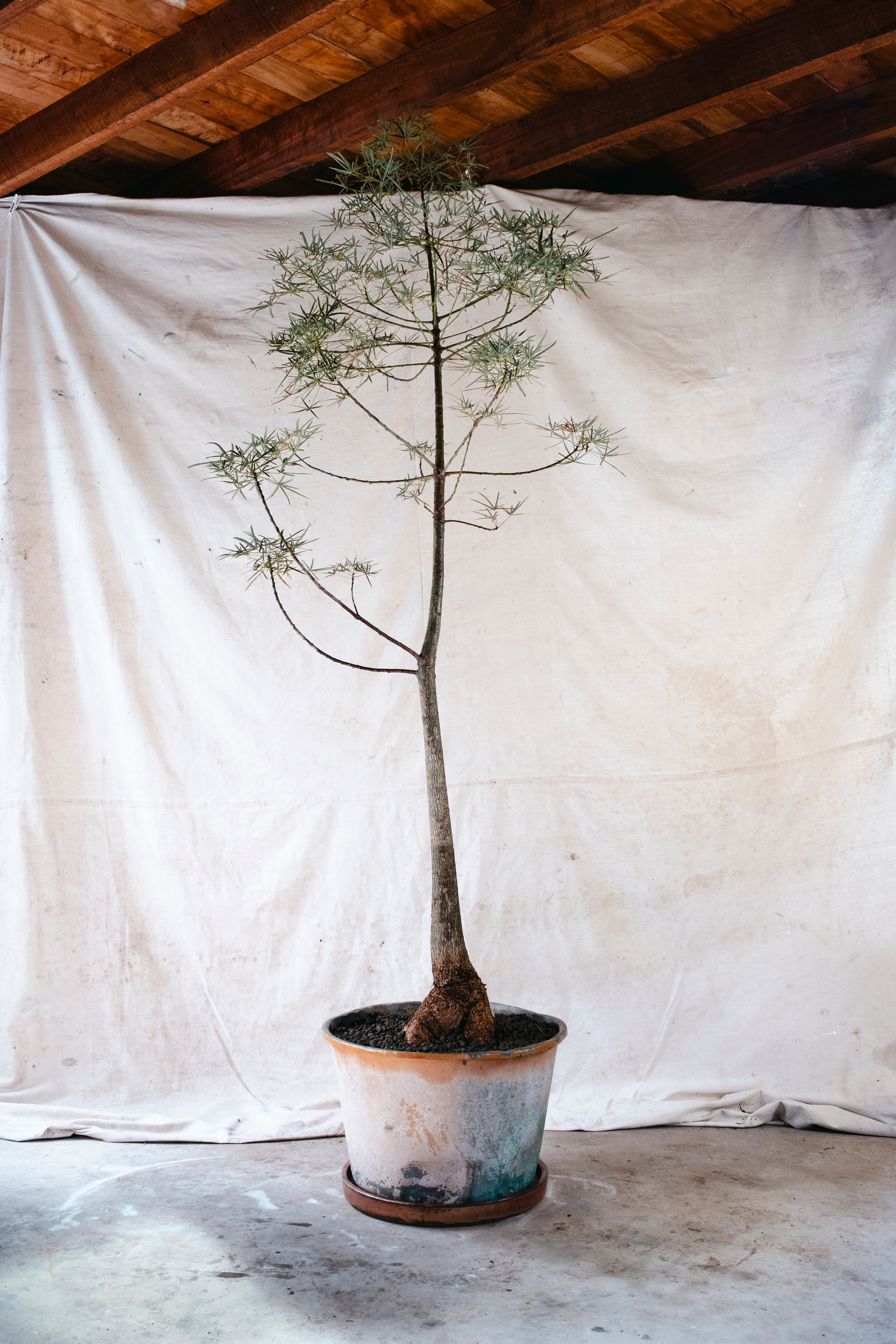 BRACHYCHITON RUPESTRIS Queensland Bottle Tree | 2.4m Architectural Specimen in Vintage Copper Planter