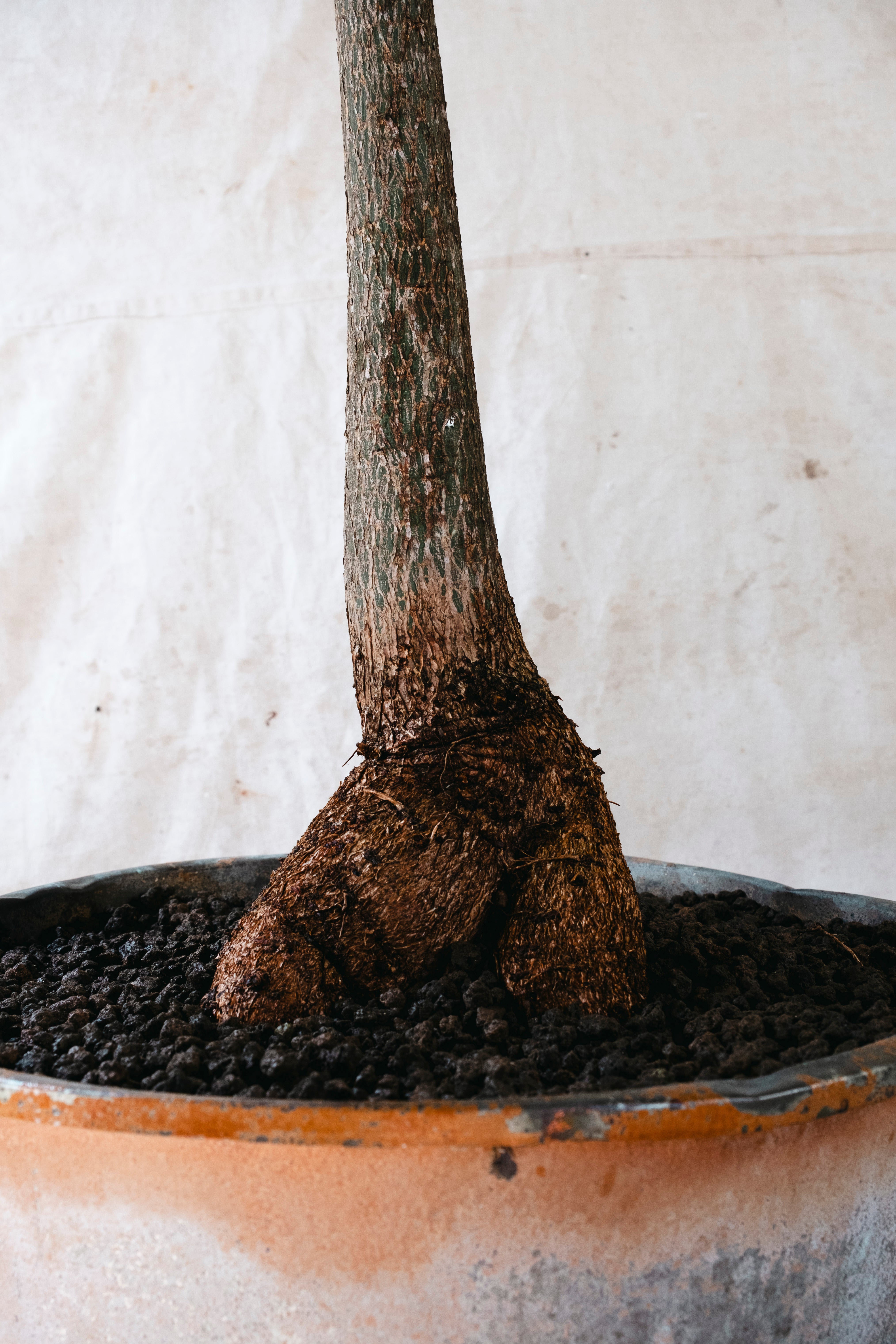 BRACHYCHITON RUPESTRIS Queensland Bottle Tree | 2.4m Architectural Specimen in Vintage Copper Planter