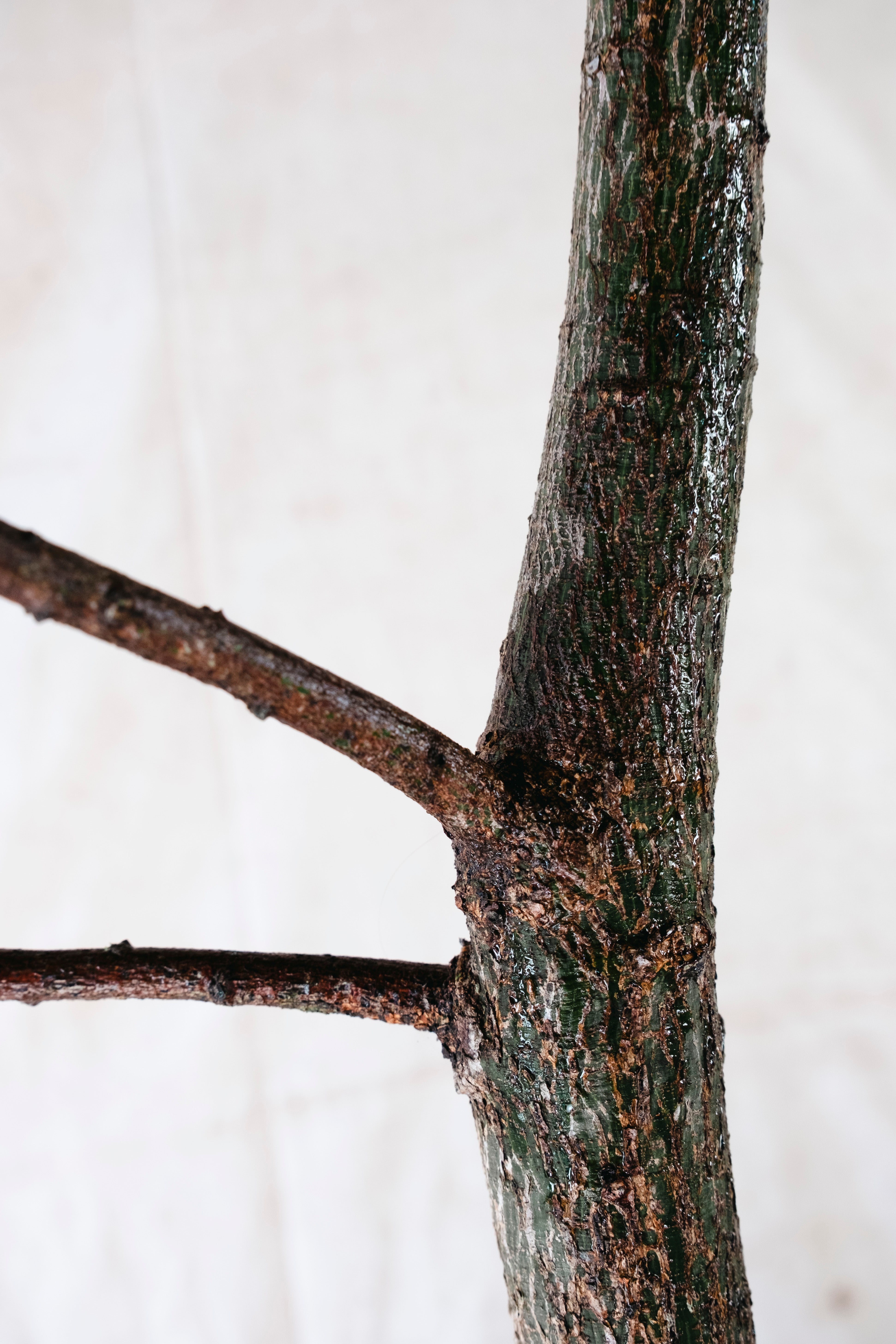 BRACHYCHITON RUPESTRIS Queensland Bottle Tree | 2.4m Architectural Specimen in Vintage Copper Planter