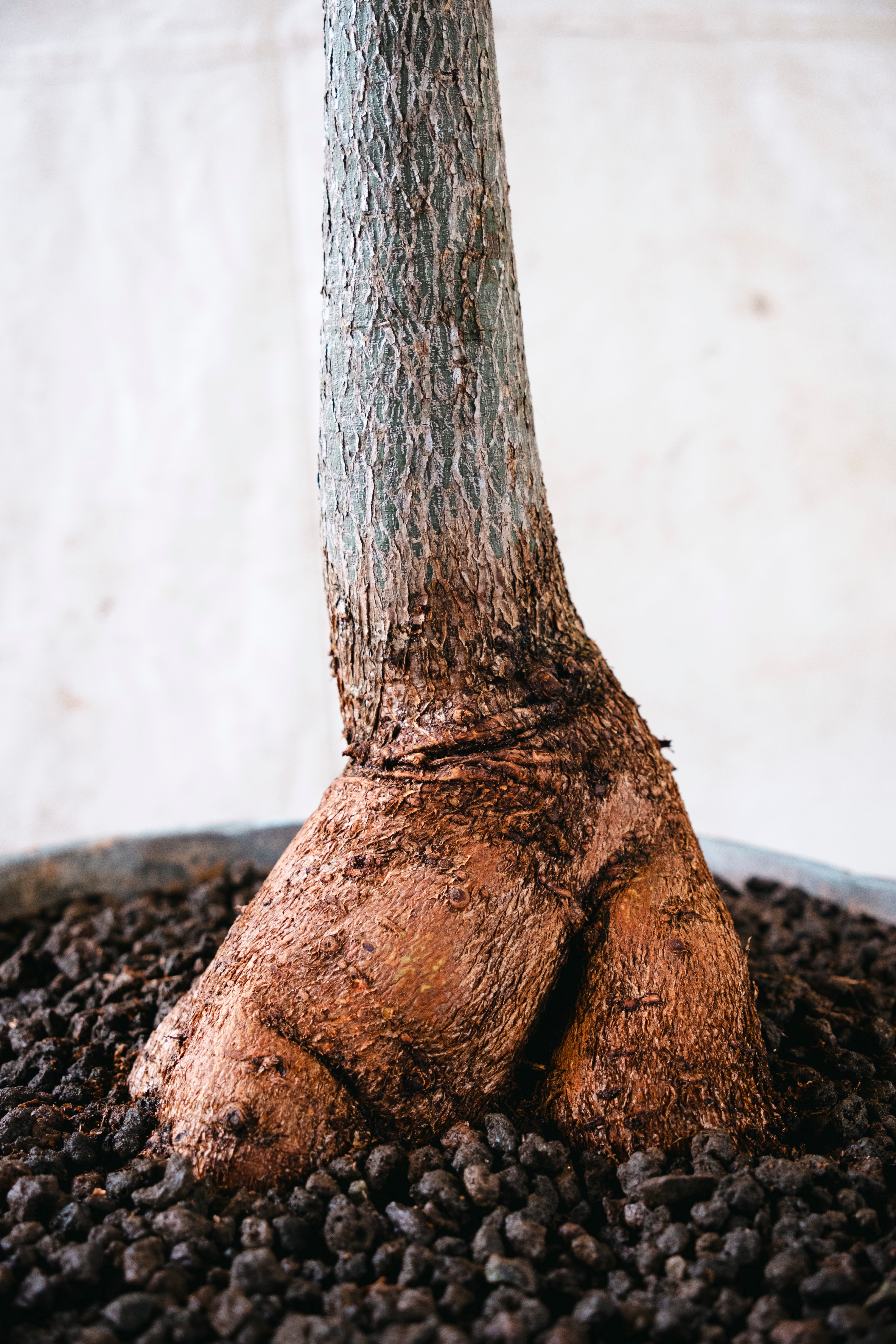 BRACHYCHITON RUPESTRIS Queensland Bottle Tree | 2.4m Architectural Specimen in Vintage Copper Planter