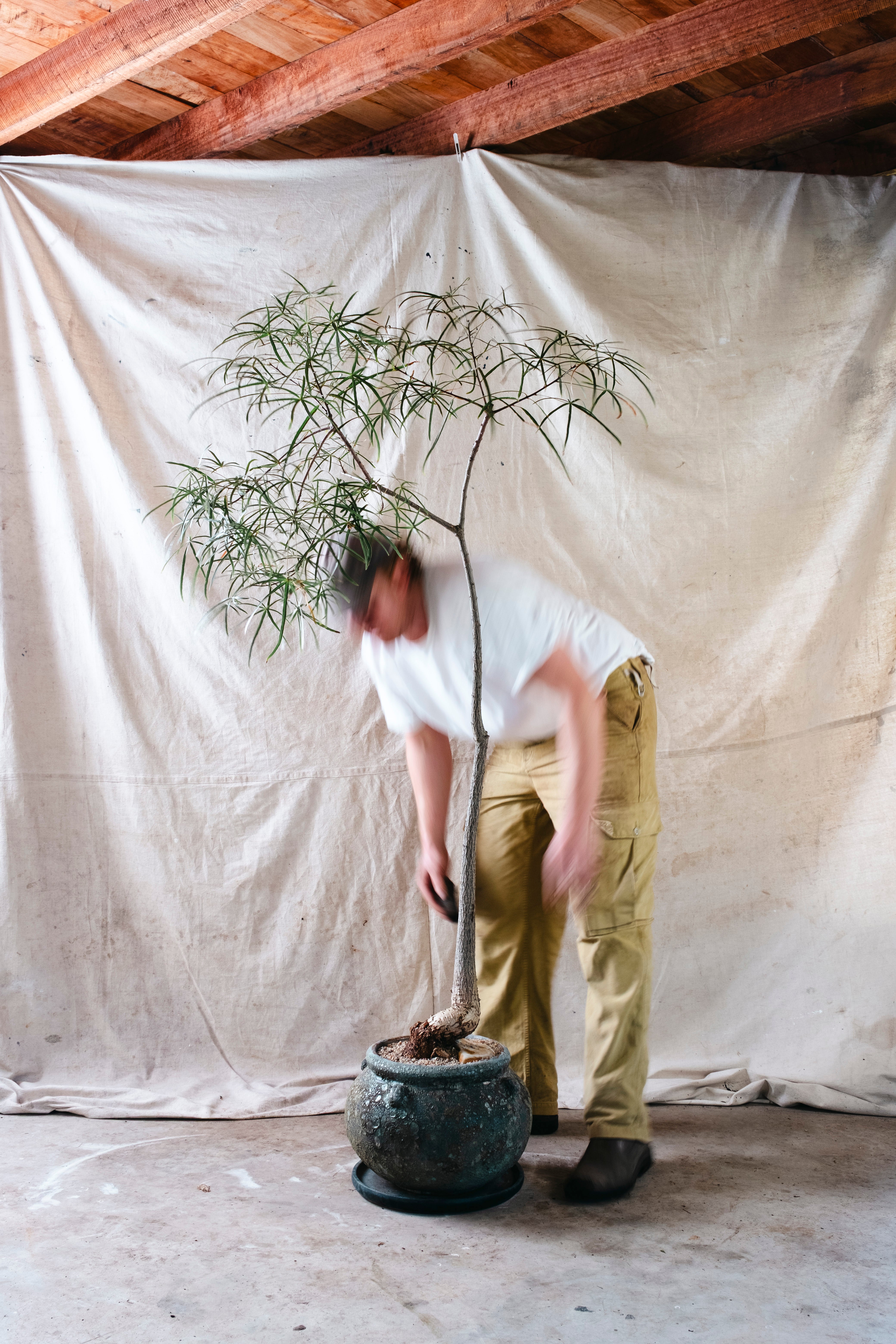BRACHYCHITON RUPESTRIS Queensland Bottle Tree | 1.7m Architectural Specimen in Terracotta Cauldron Planter