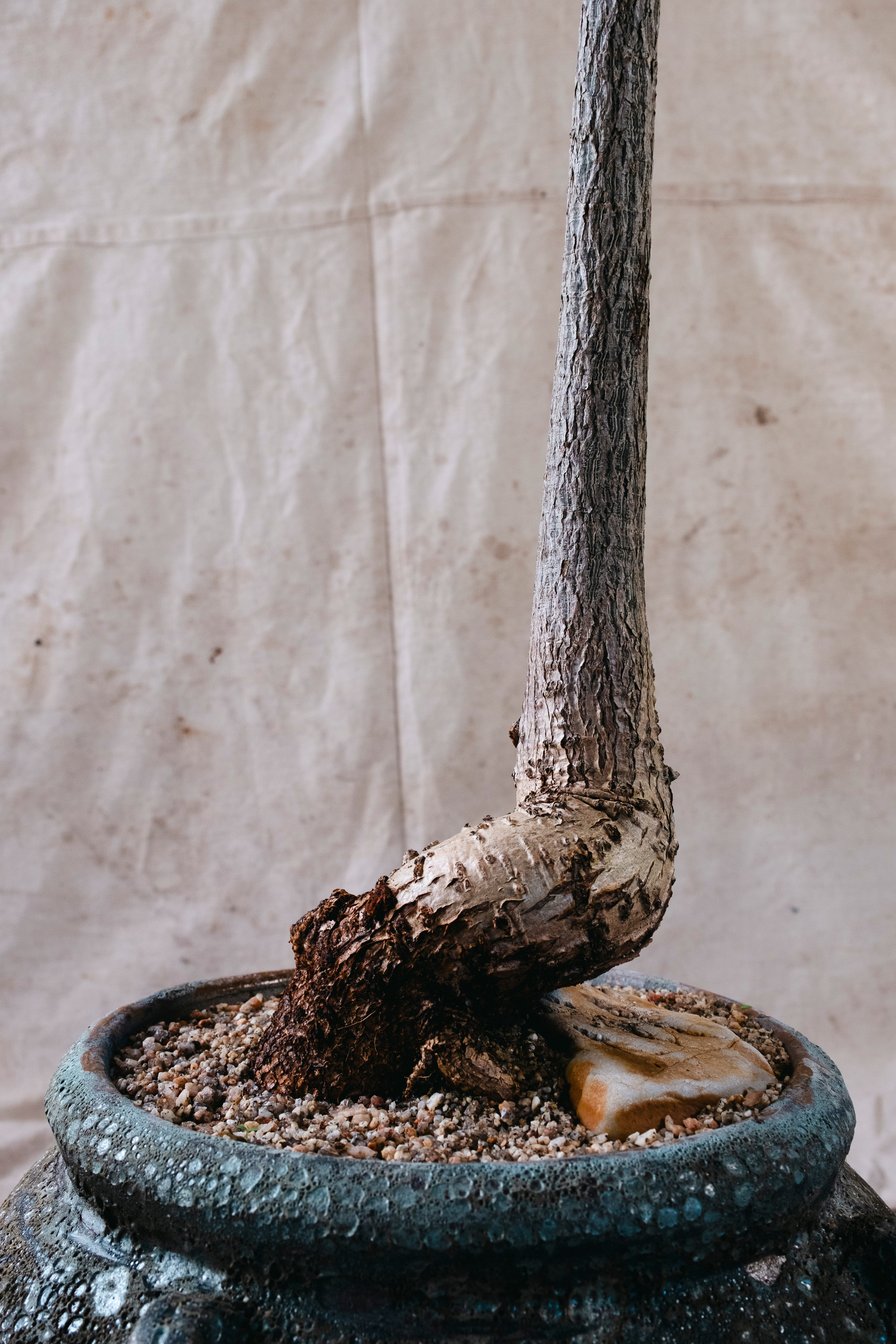 BRACHYCHITON RUPESTRIS Queensland Bottle Tree | 1.7m Architectural Specimen in Terracotta Cauldron Planter