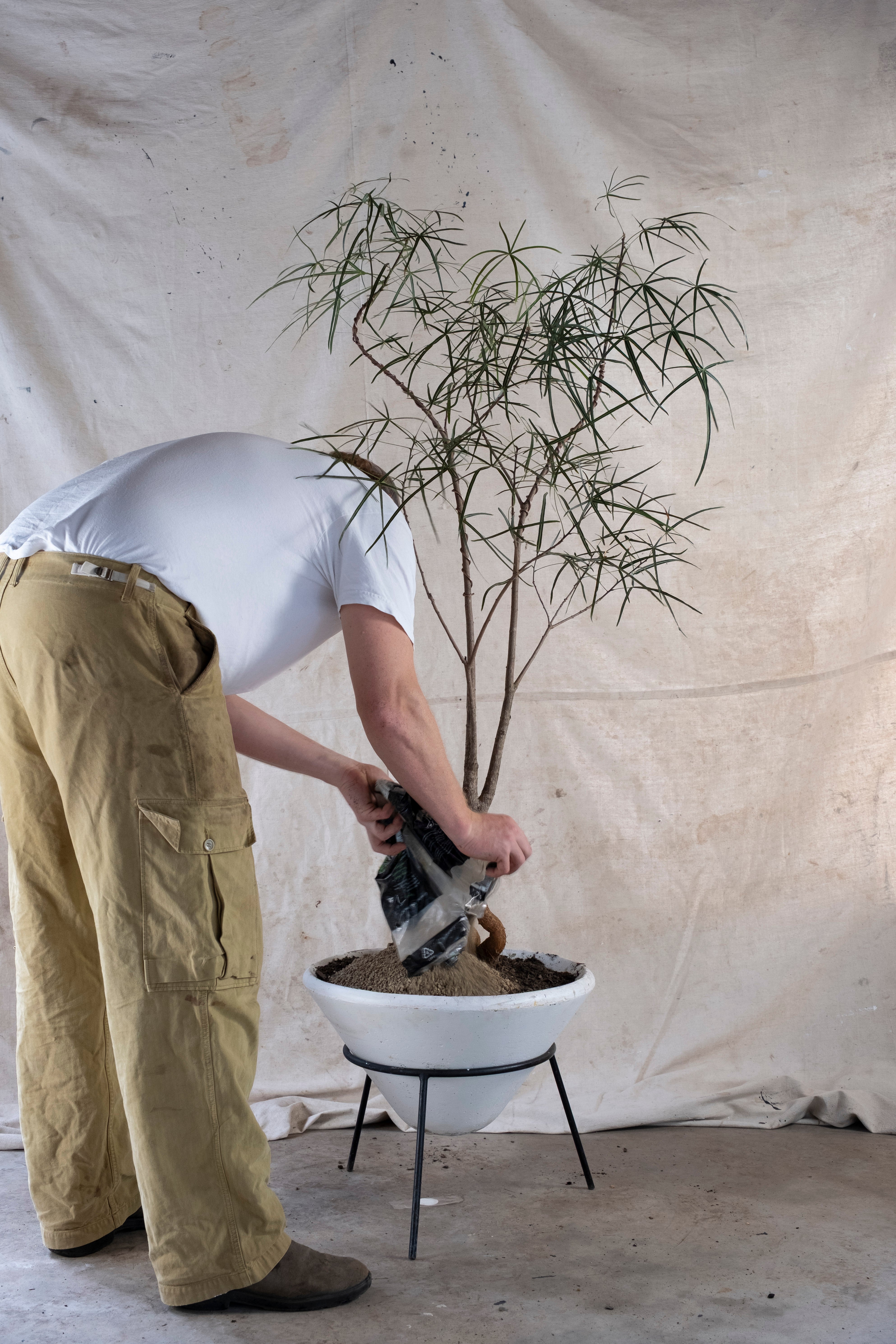 BRACHYCHITON RUPESTRIS Queensland Bottle Tree | 1.8m Architectural Specimen in Conical Planter with Stand